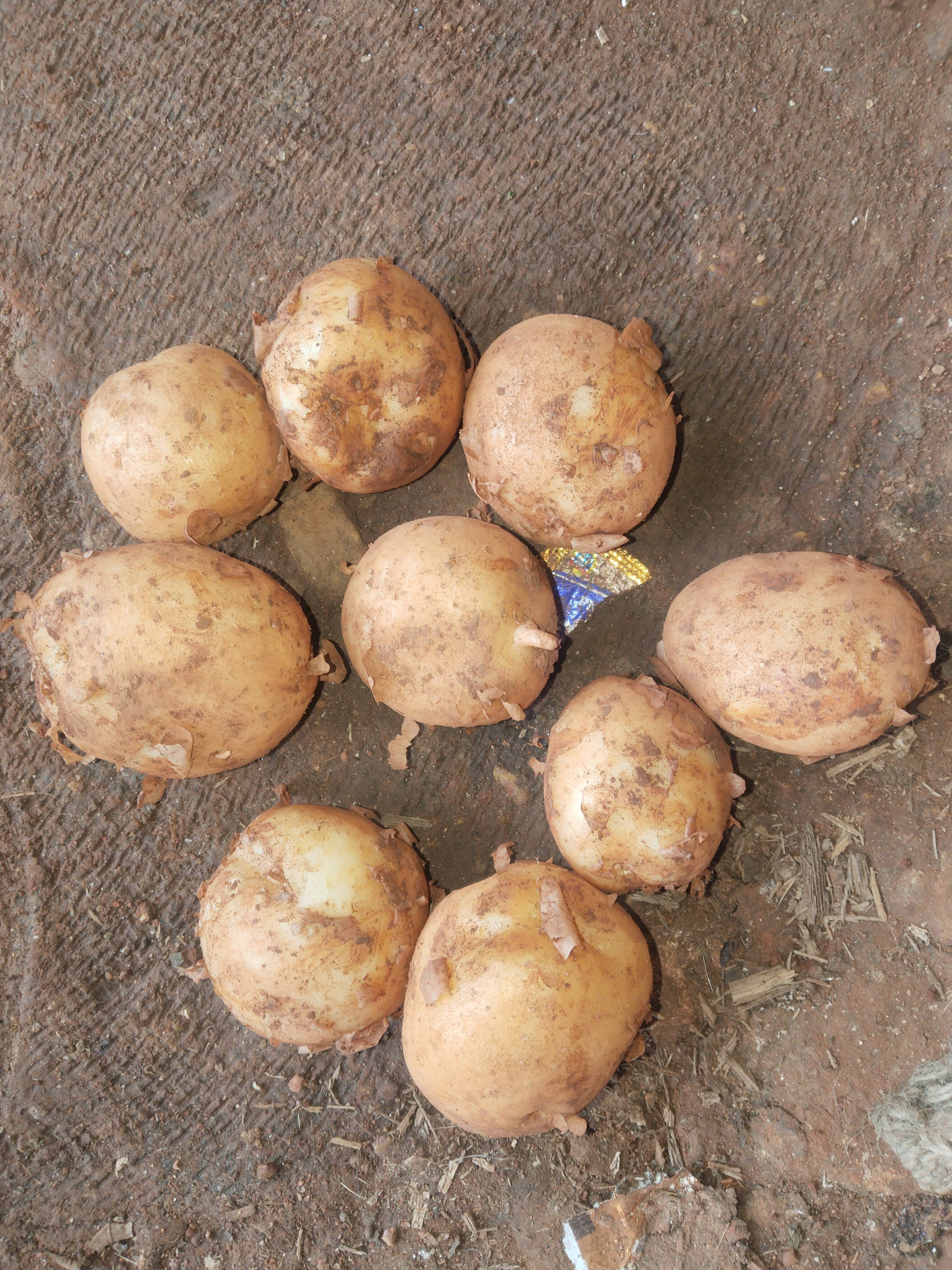 बटाटा Kufri Jyoti