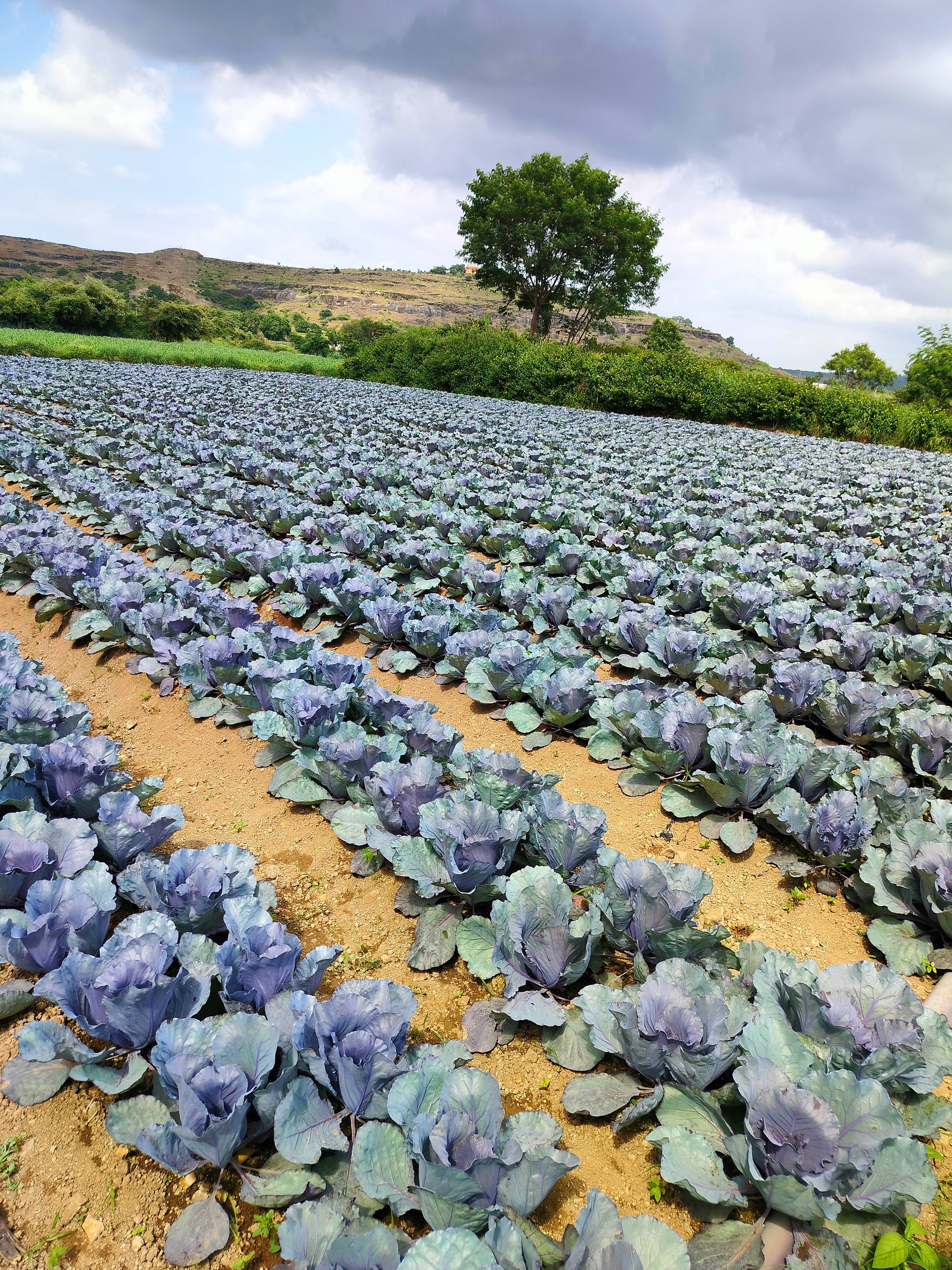 कोबी Red Cabbage