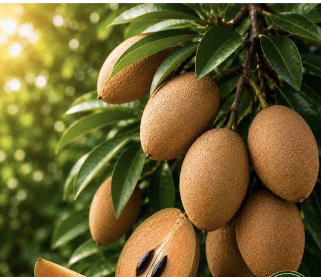 Chikoo (sapodilla) Cricket Ball