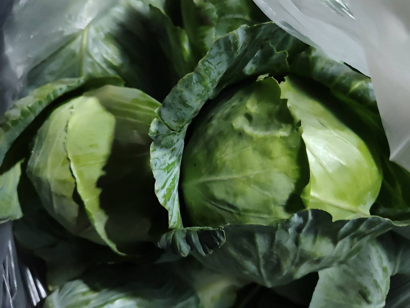 Green Cabbage for sale in Ahilyanagar, Maharashtra