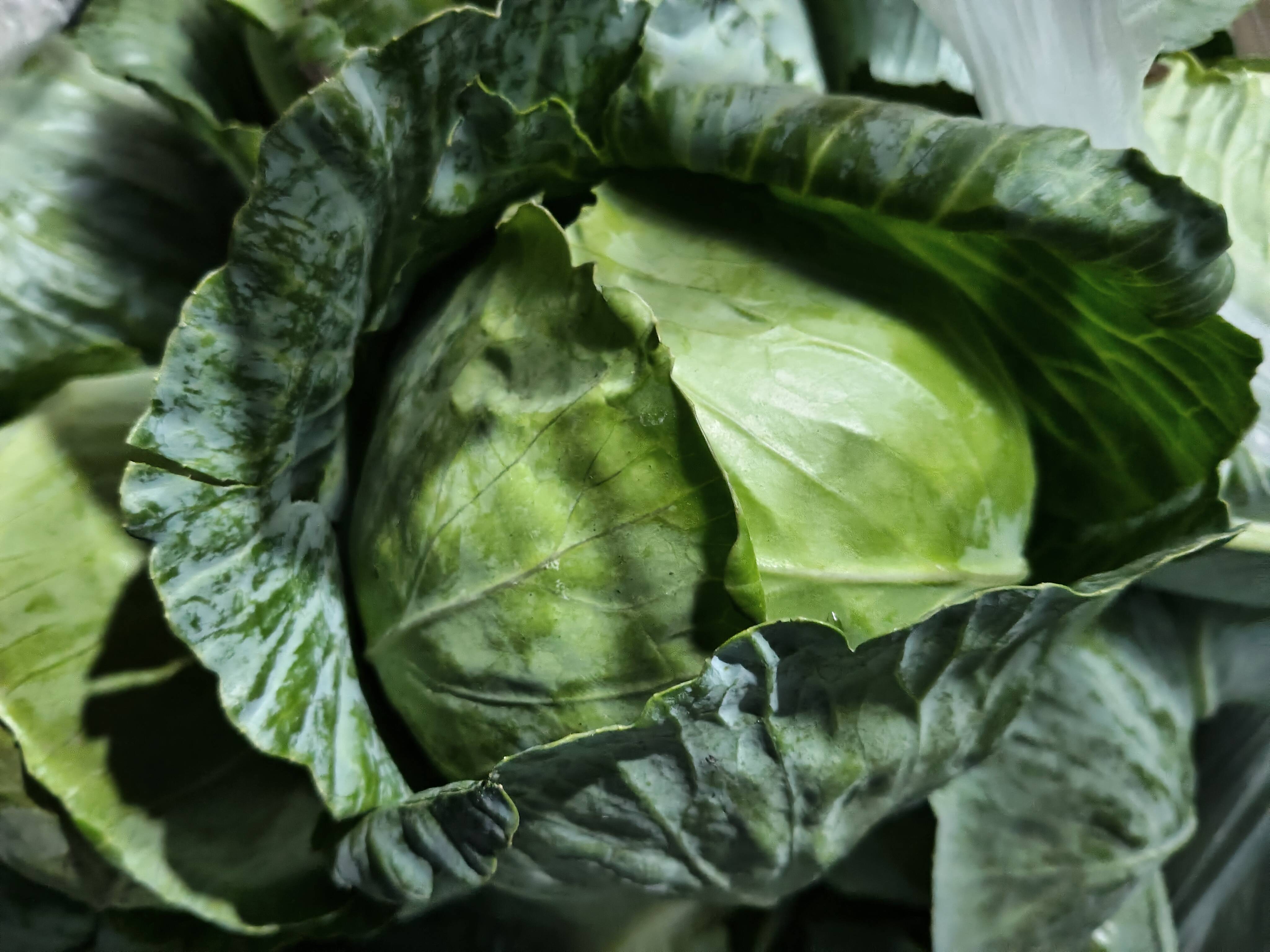 Green Cabbage for sale in Ahilyanagar, Maharashtra