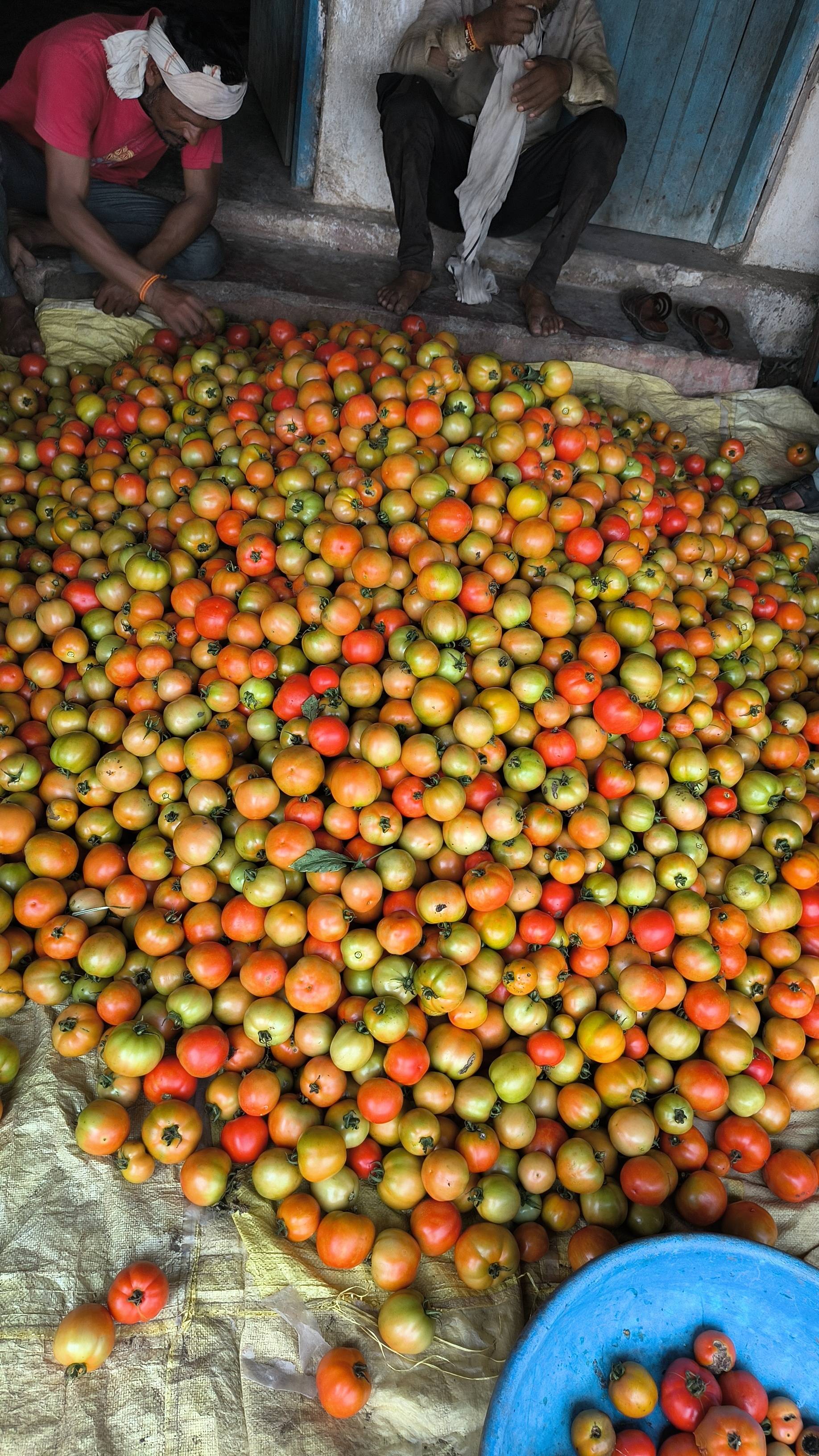 Saaho Tomato बिक्री के लिए, छिंदवाड़ा, मध्य प्रदेश