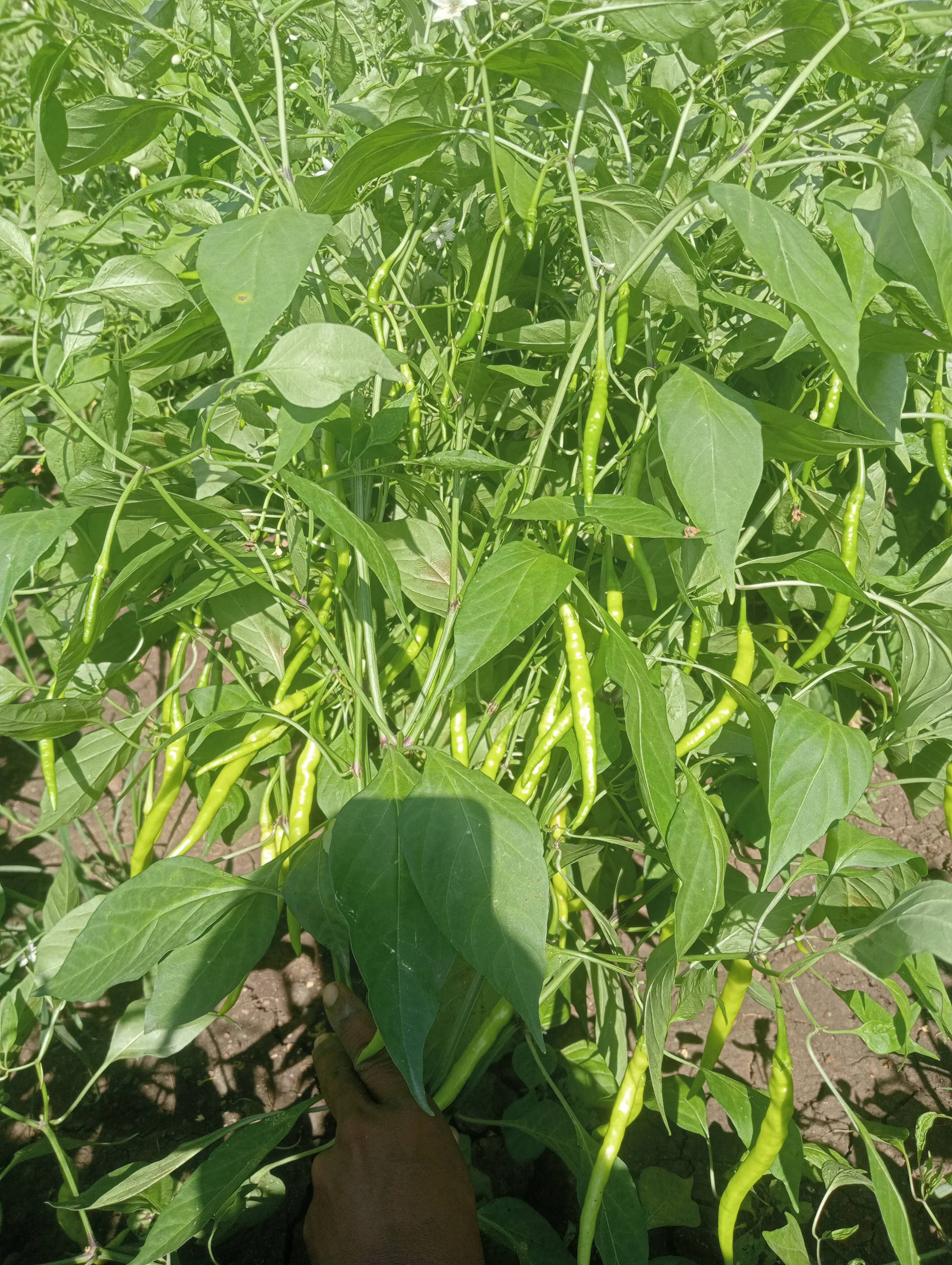 Green Chilli विक्रीसाठी, यवतमाळ, महाराष्ट्र