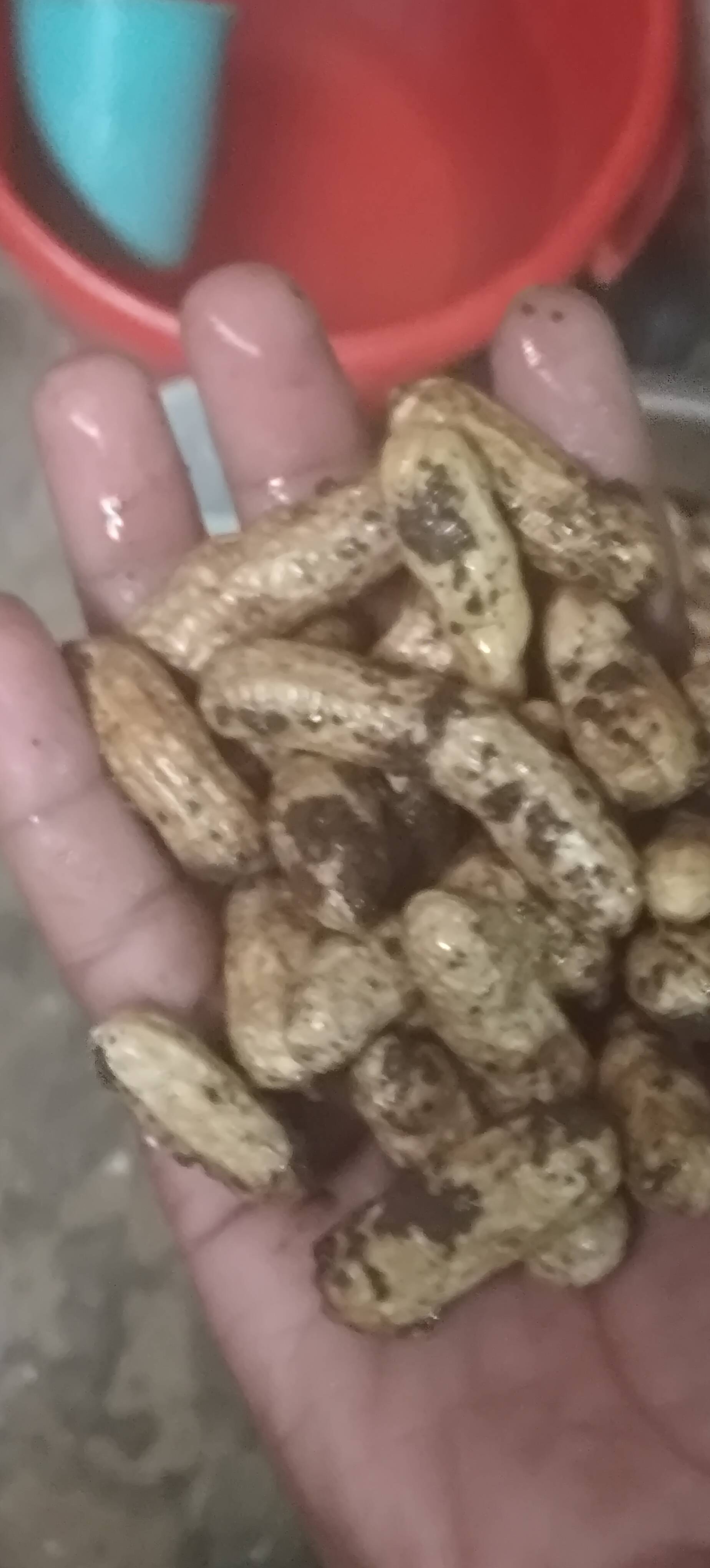 Virginia for sale in Dewas, Madhya Pradesh