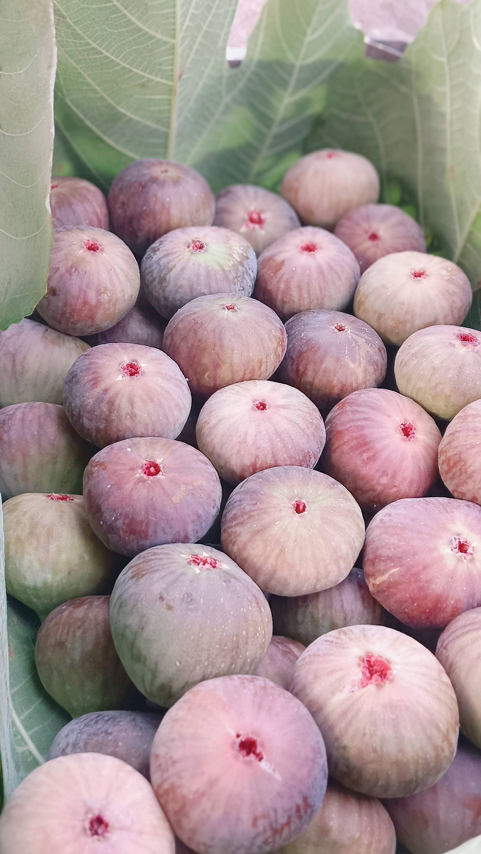 Poona Fig for sale in Pune, Maharashtra