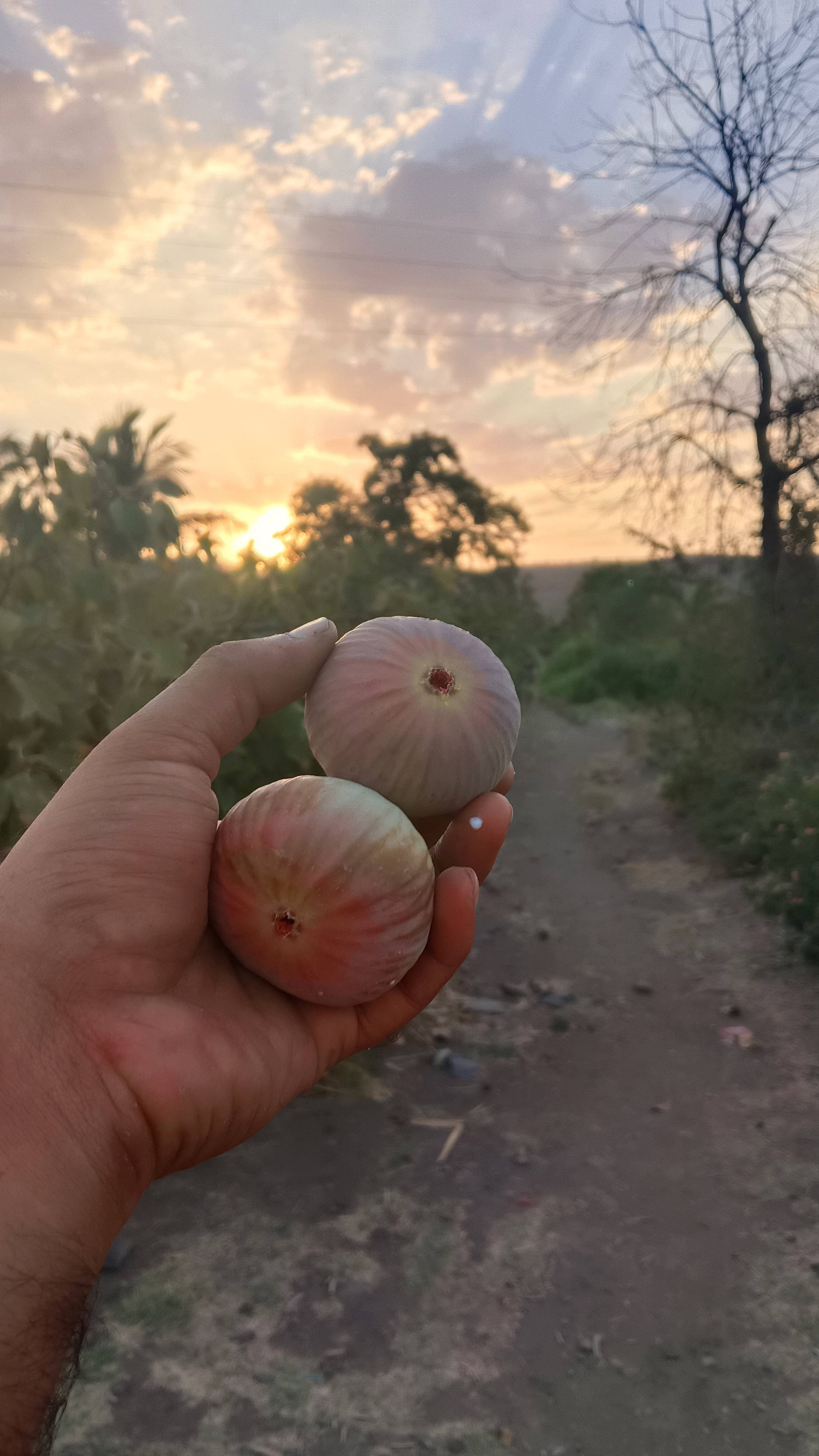 Fig Poona Fig
