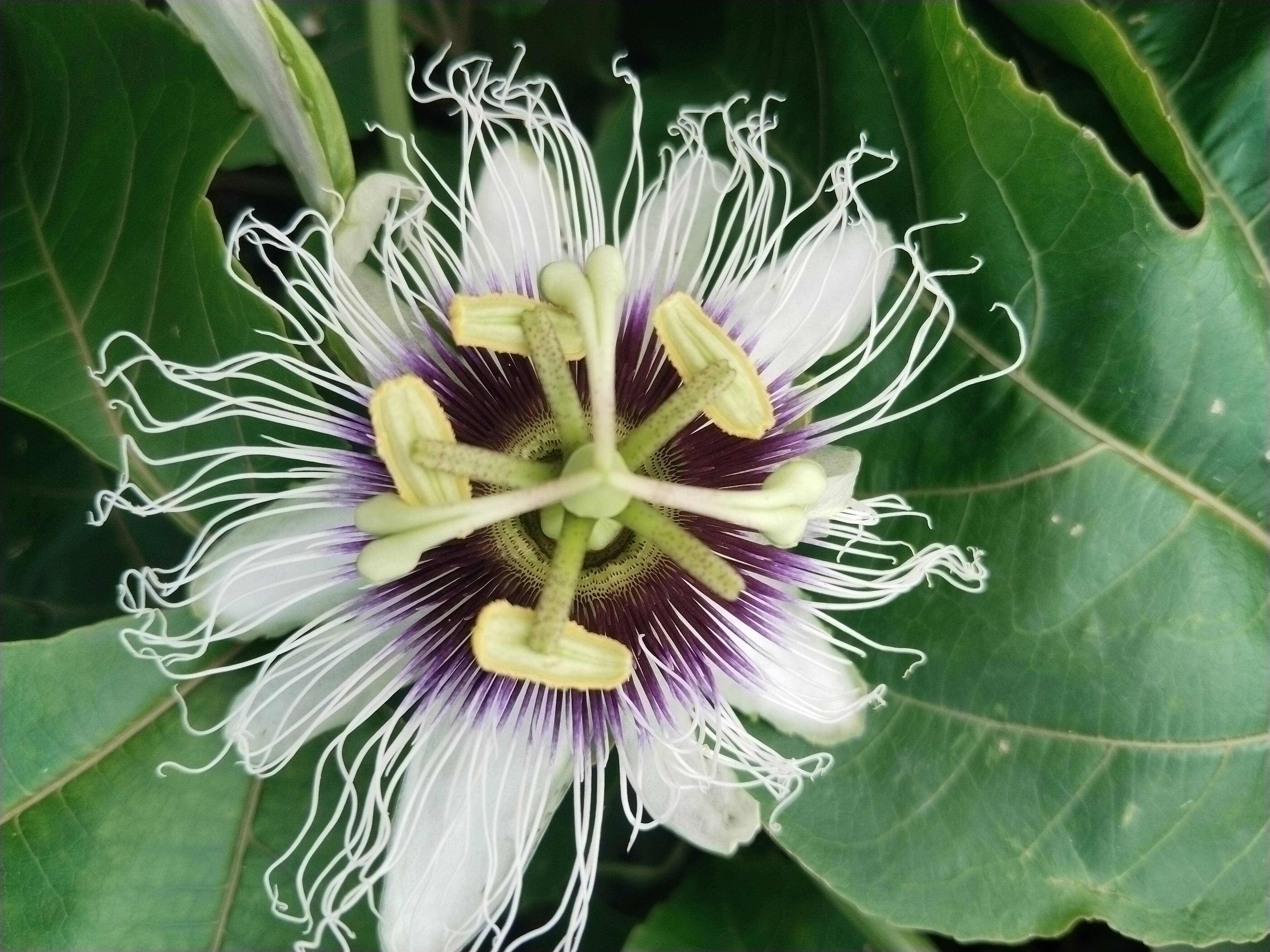 Passion Fruit for sale in Ratlam, Madhya Pradesh
