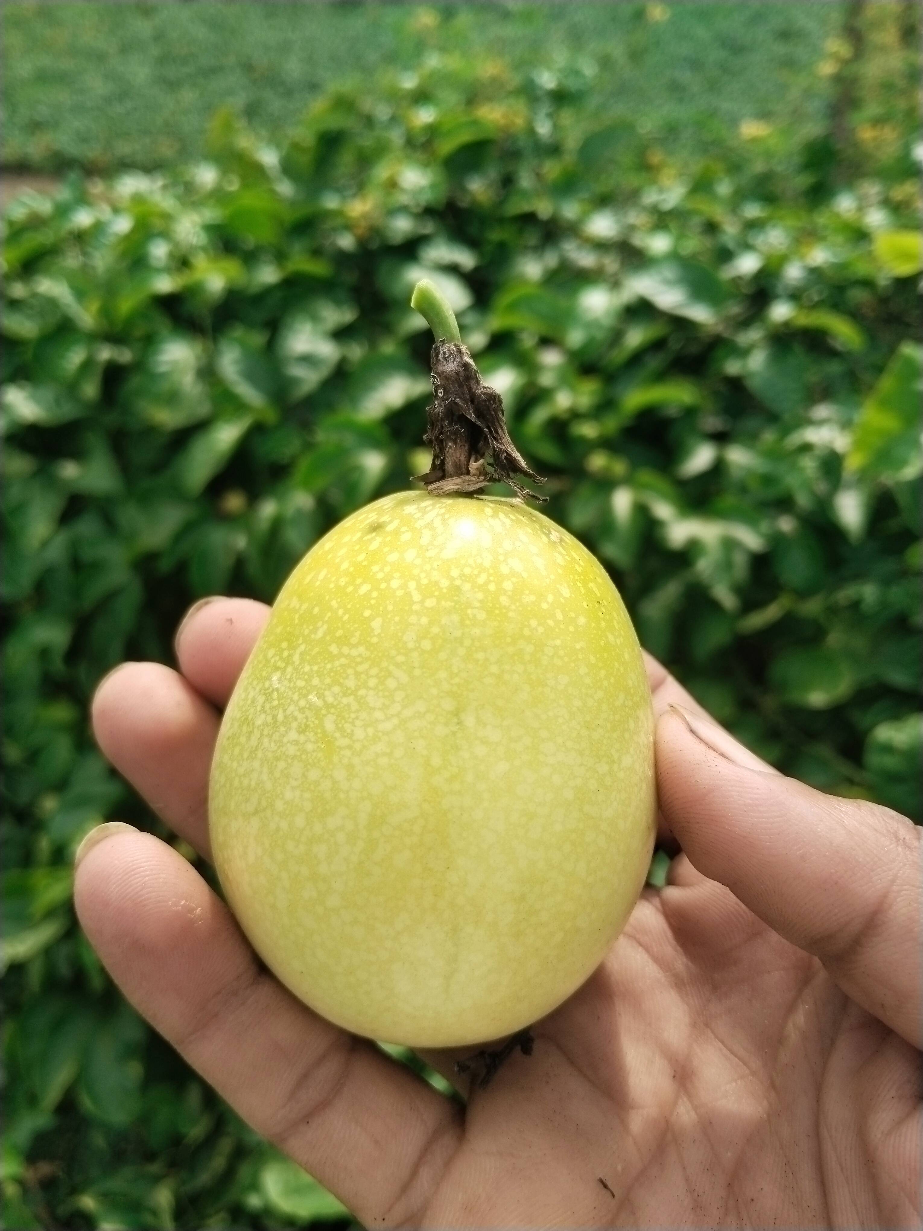 Passion Fruit Passion Fruit