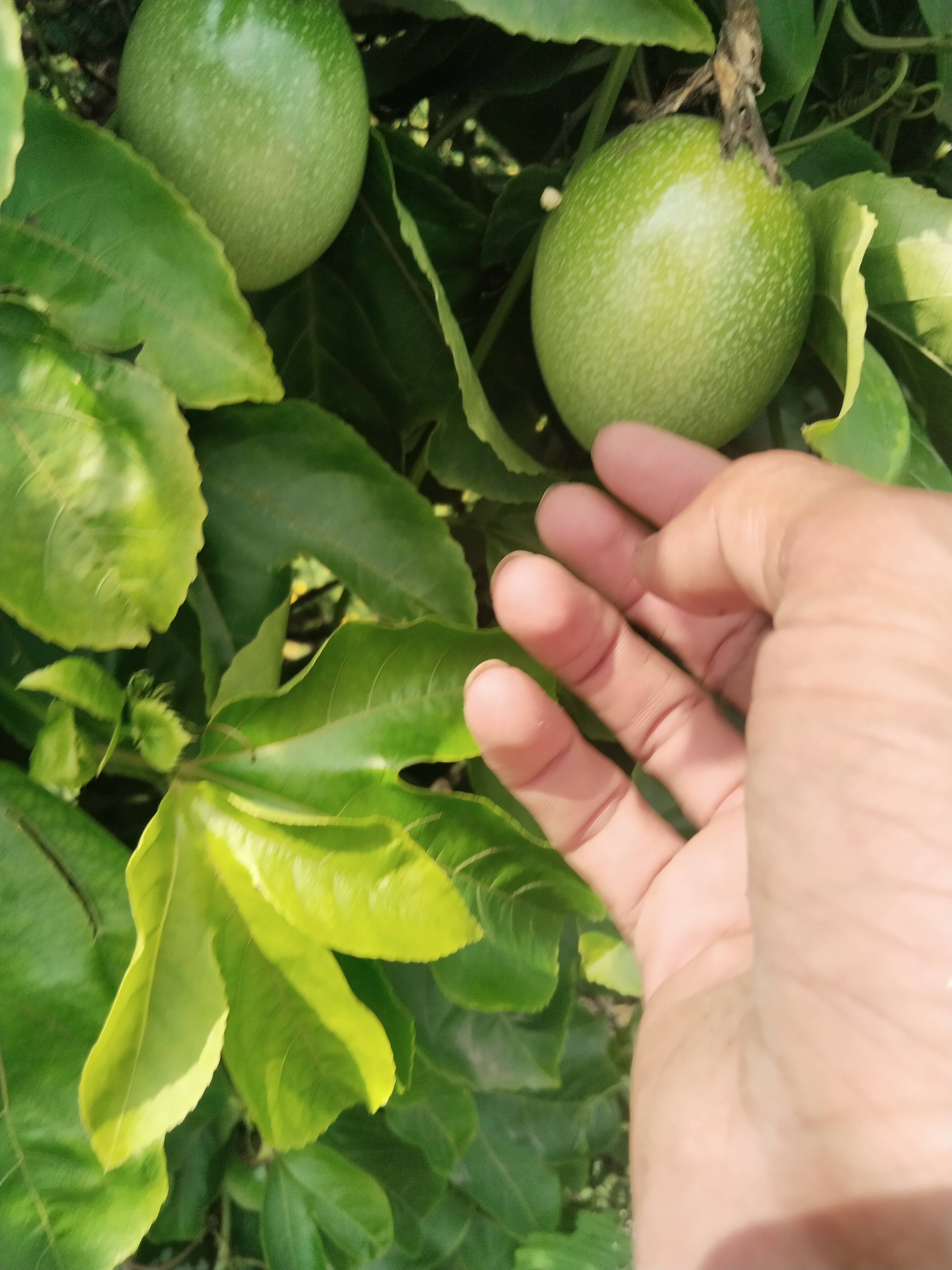Passion Fruit for sale in Ratlam, Madhya Pradesh