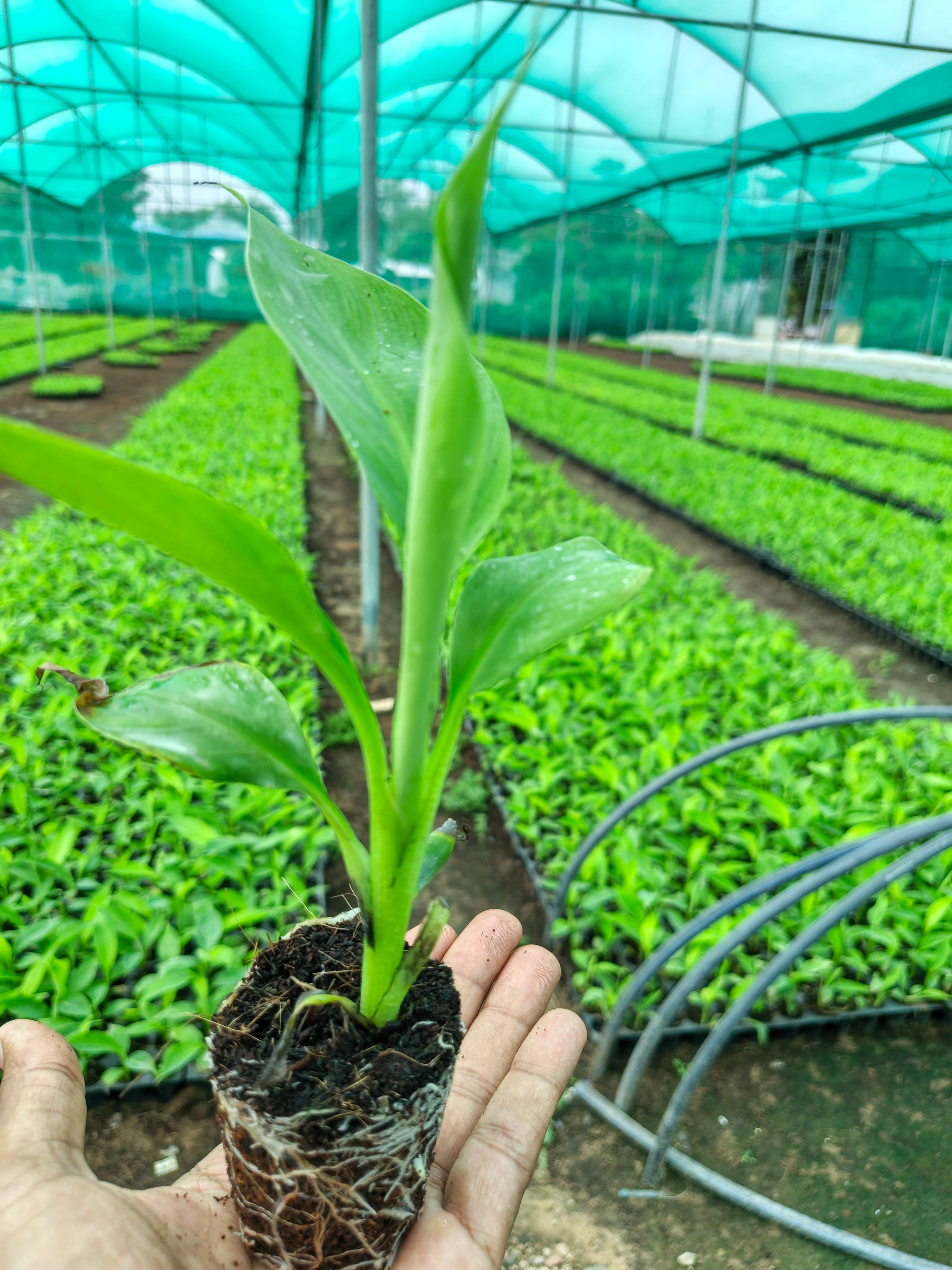 Banana Saplings विक्रीसाठी, आणंद, गुजरात