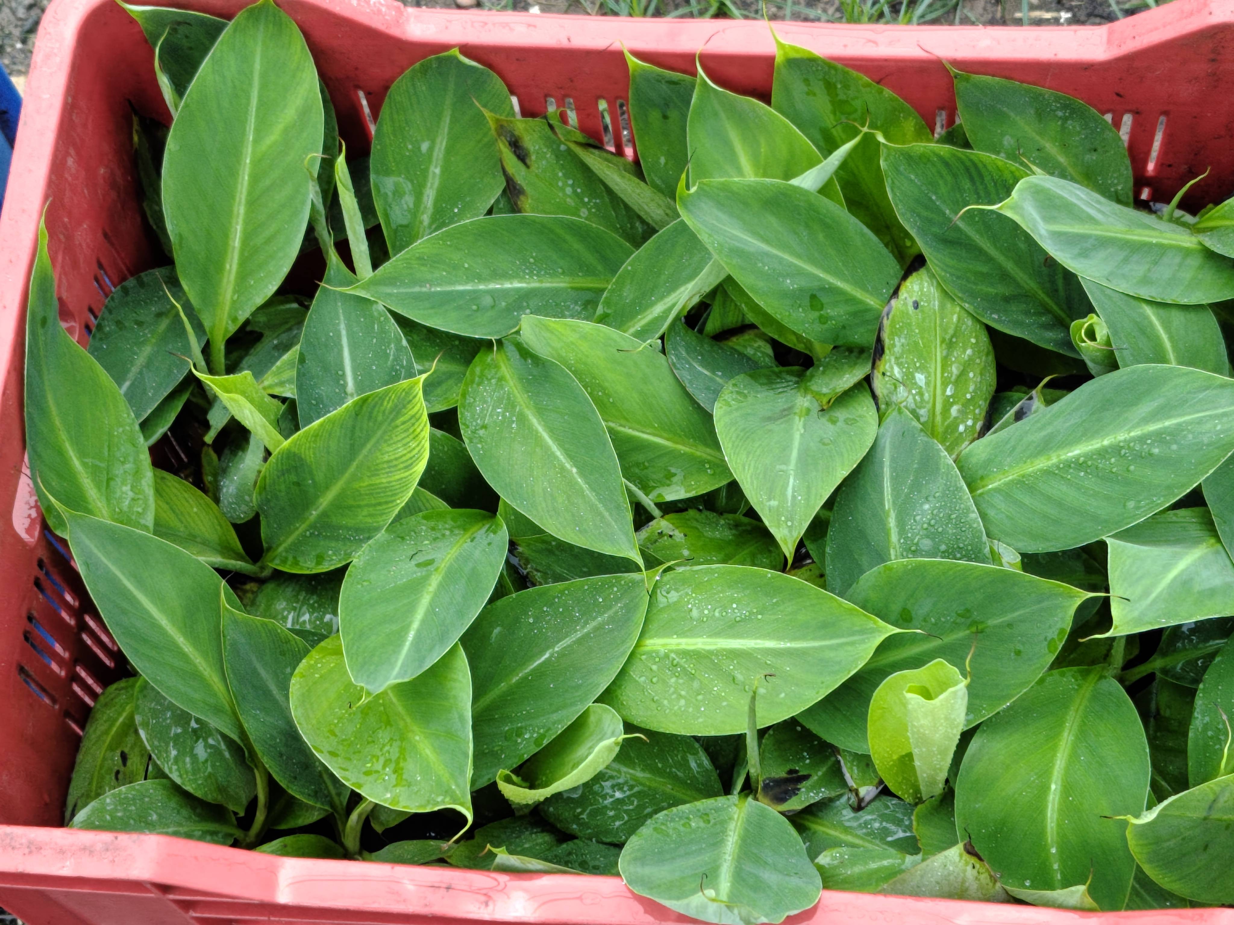 फळझाडांची रोपे Banana Saplings