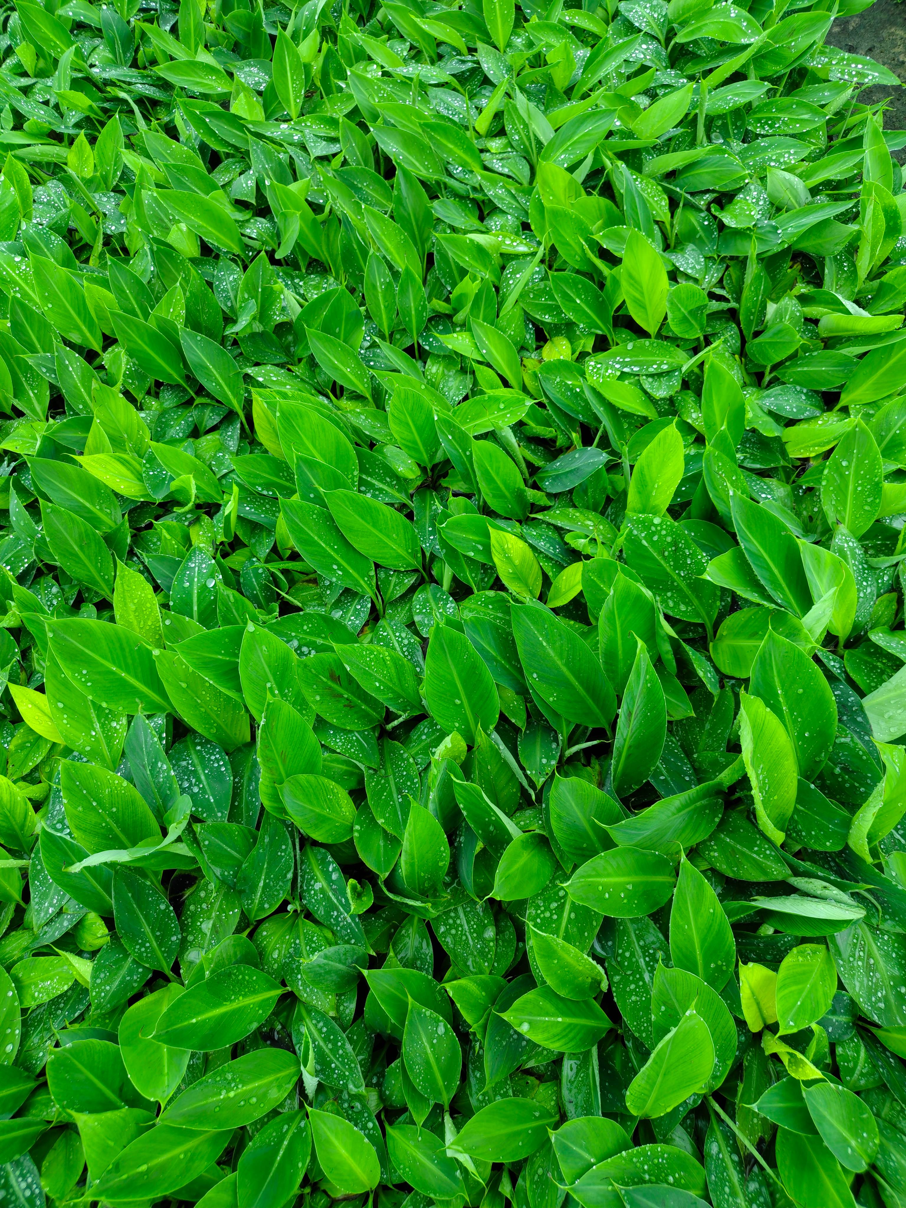 Banana Saplings विक्रीसाठी, आणंद, गुजरात