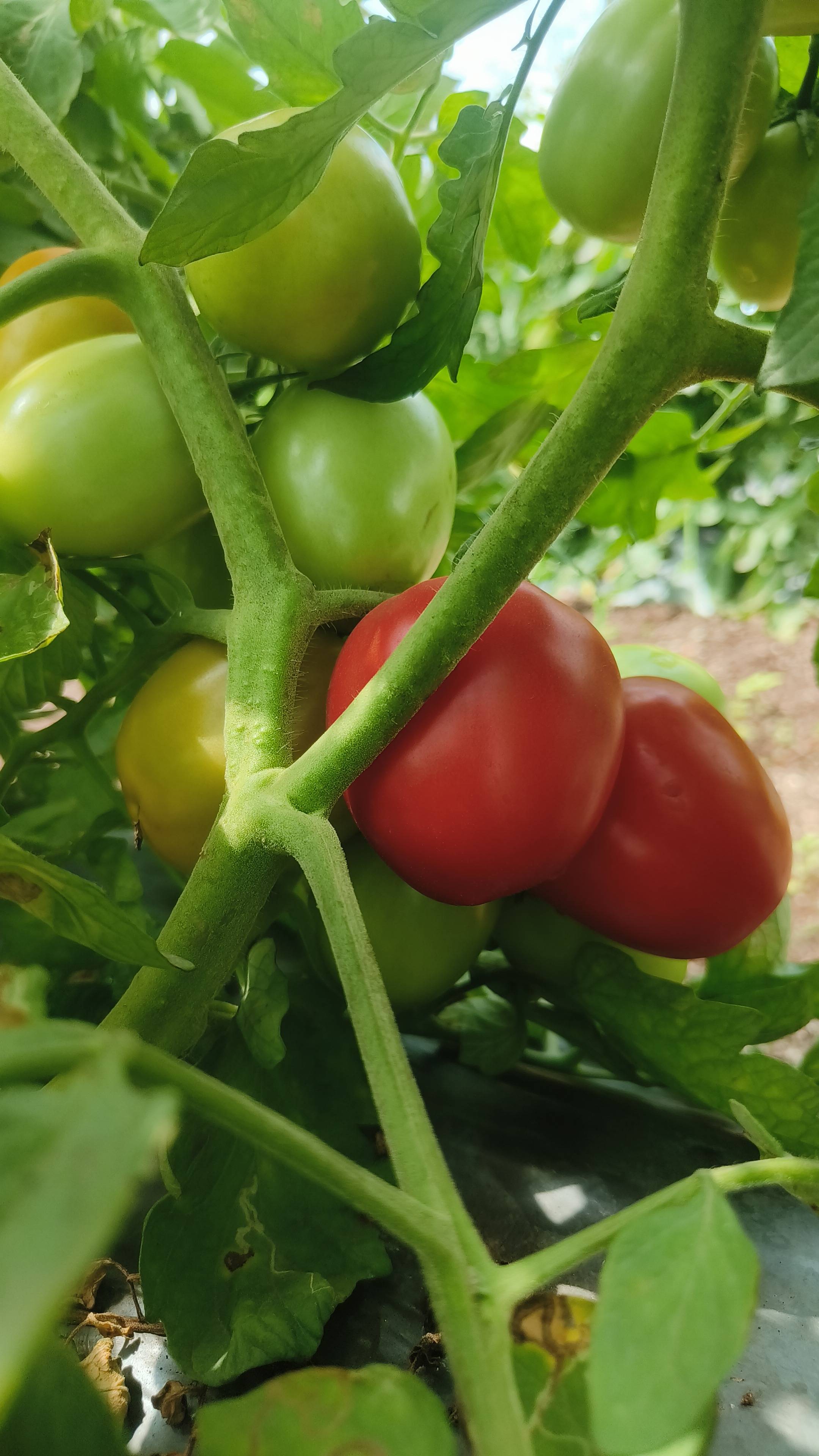 टोमॅटो Vaishali Tomato