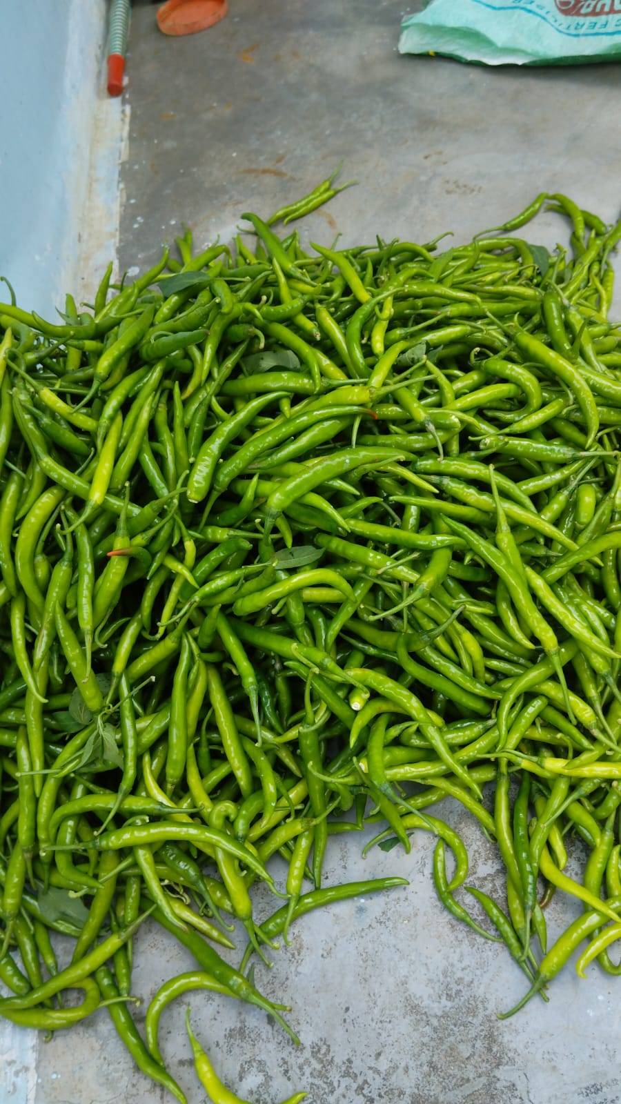 Green Chilli बिक्री के लिए, शिवपुरी, मध्य प्रदेश