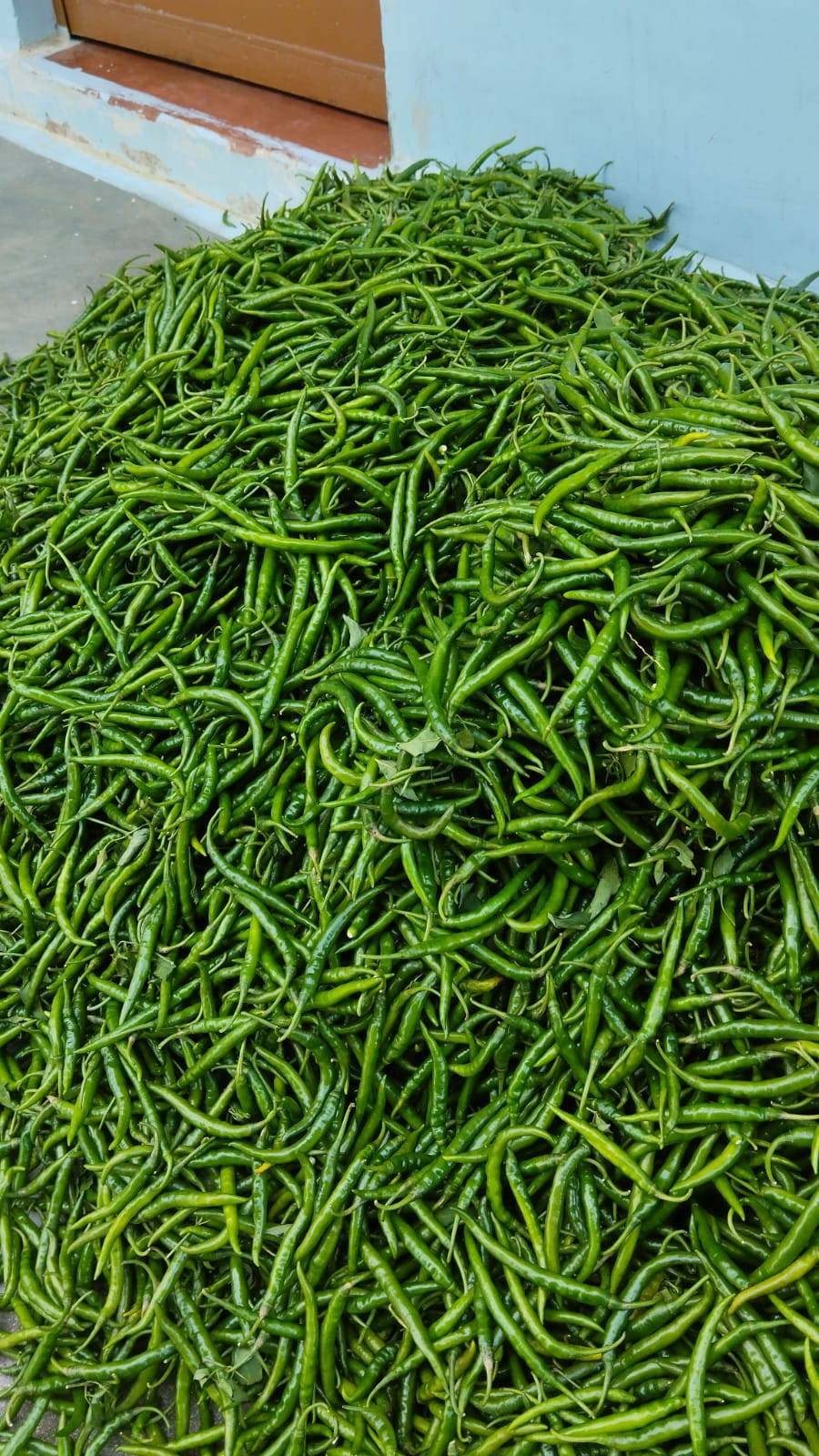 मिरची Green Chilli