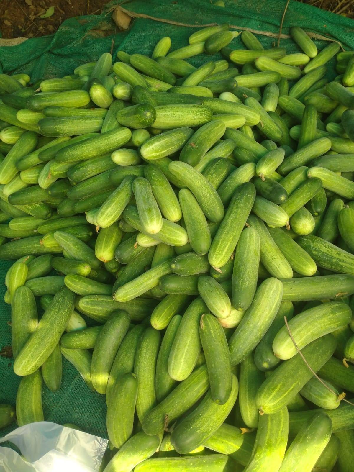 Green Cucumber विक्रीसाठी, कानपूर देहात, उत्तर प्रदेश