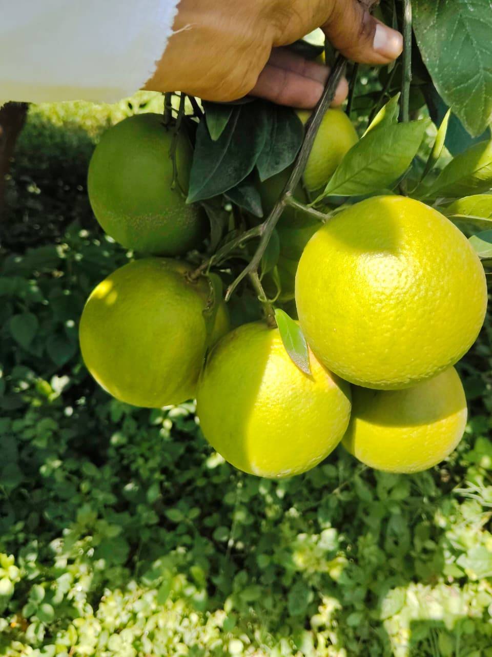 Sweet Lime (Mosambi) Golden Mousambi