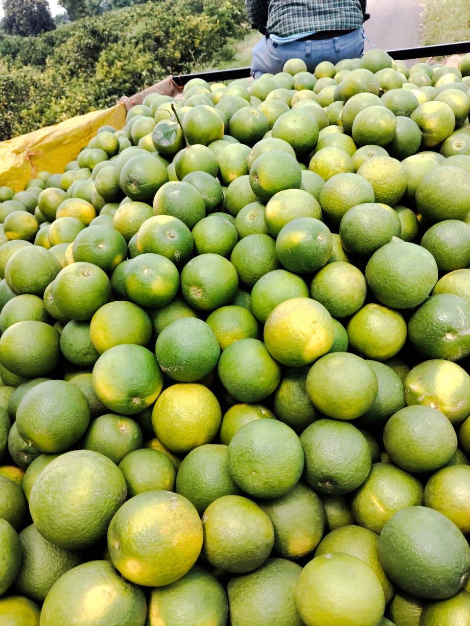 Golden Mousambi for sale in Pune, Maharashtra