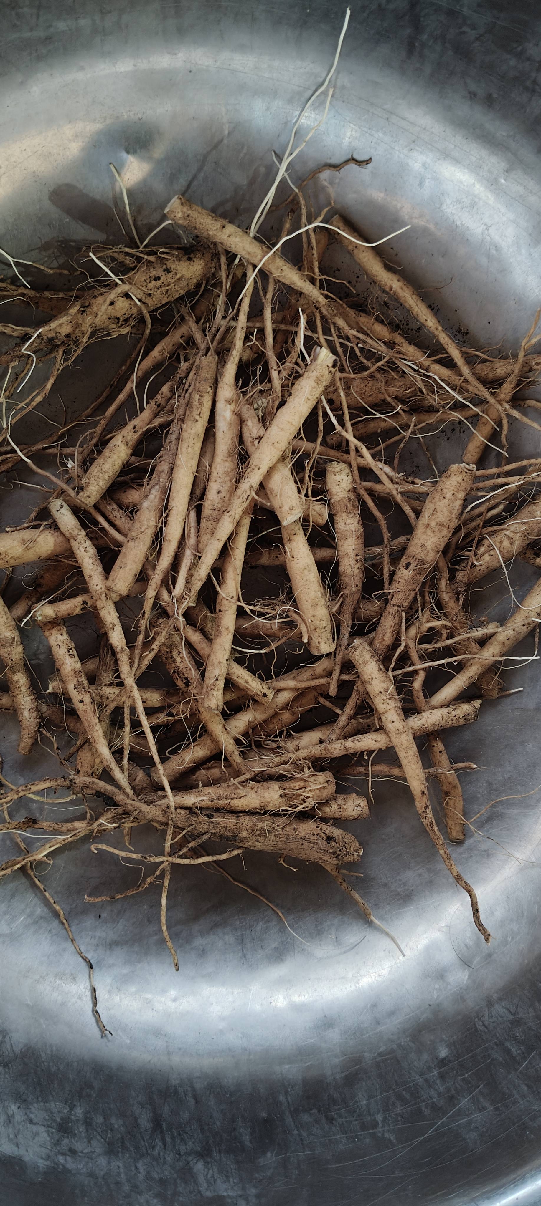 औषधी आणि हर्बल वनस्पती Ashwagandha Plants
