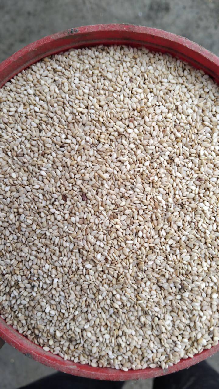 White Sesame for sale in Ratlam, Madhya Pradesh