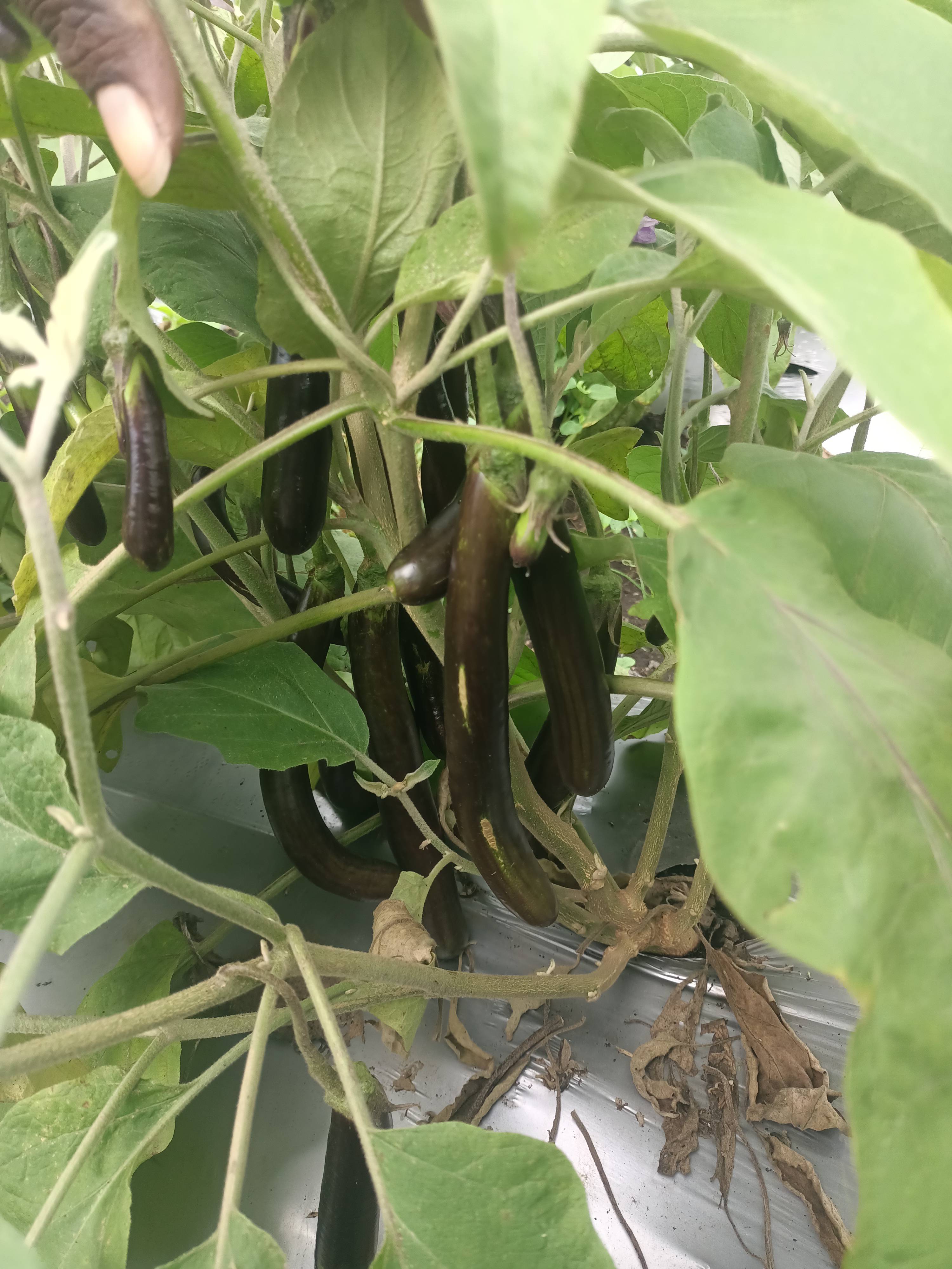 Purple Brinjal विक्रीसाठी, झाबुआ, मध्य प्रदेश