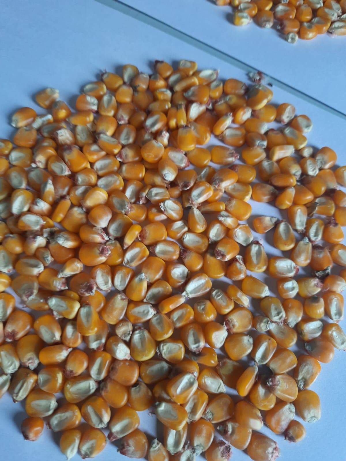 Sweet Corn बिक्री के लिए, छत्रपति संभाजीनगर, महाराष्ट्र
