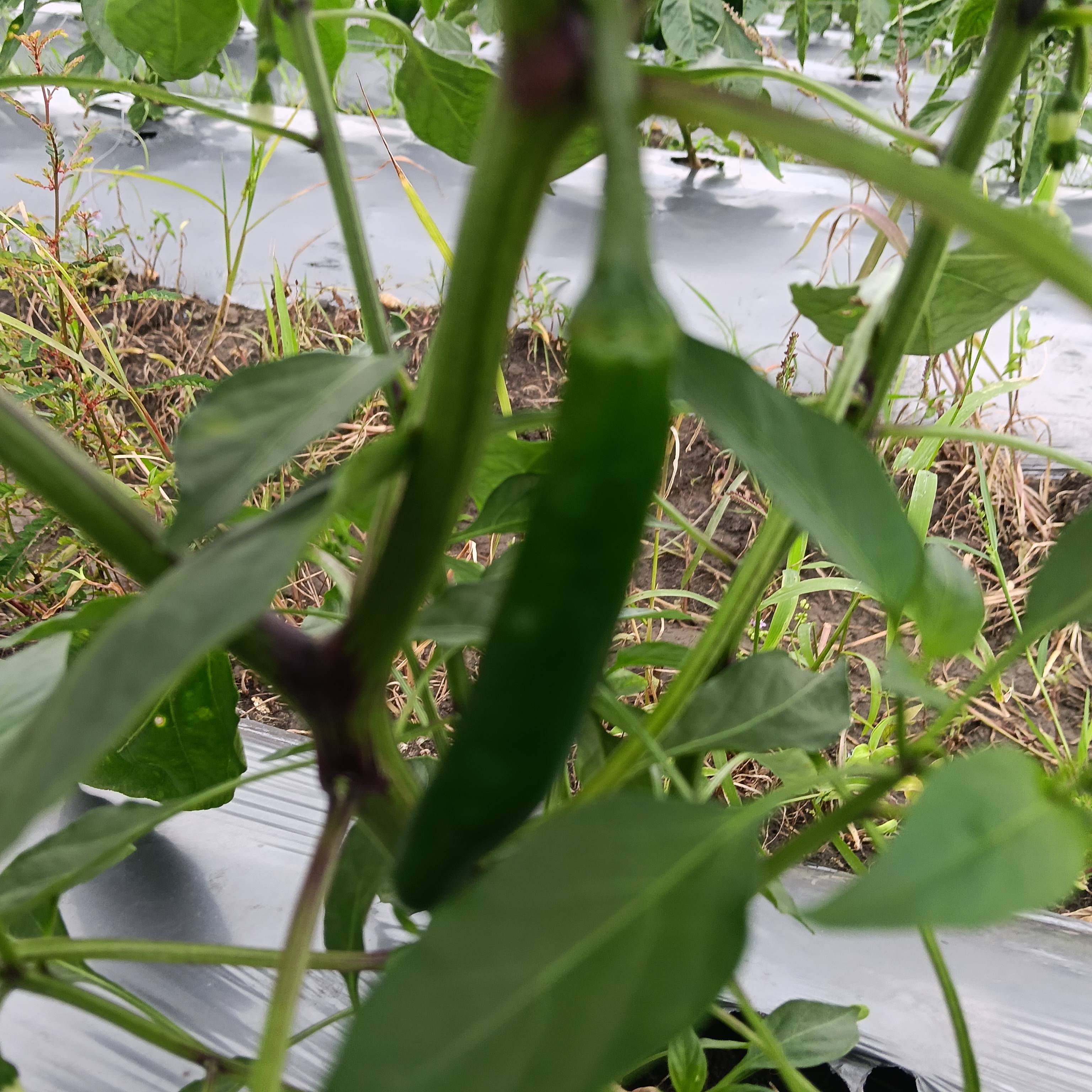 Green Chilli विक्रीसाठी, सागर, मध्य प्रदेश
