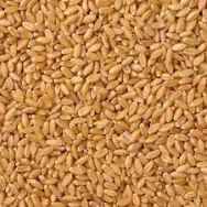 Shriram Wheat बिक्री के लिए, छिंदवाड़ा, मध्य प्रदेश