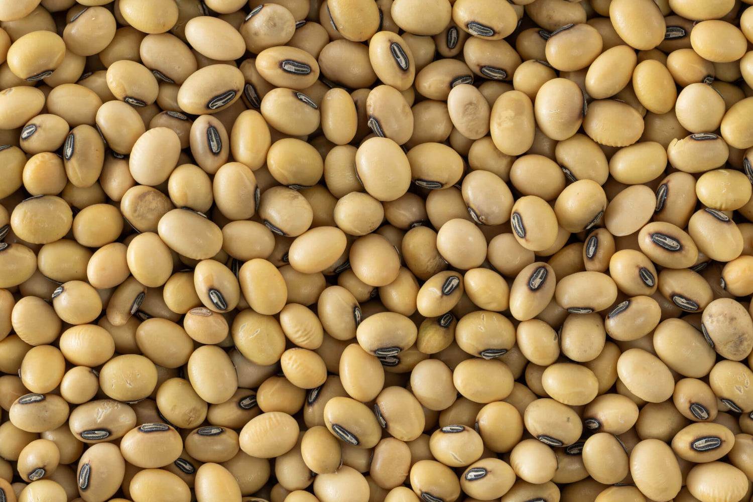 Soyabean Yellow Soybean