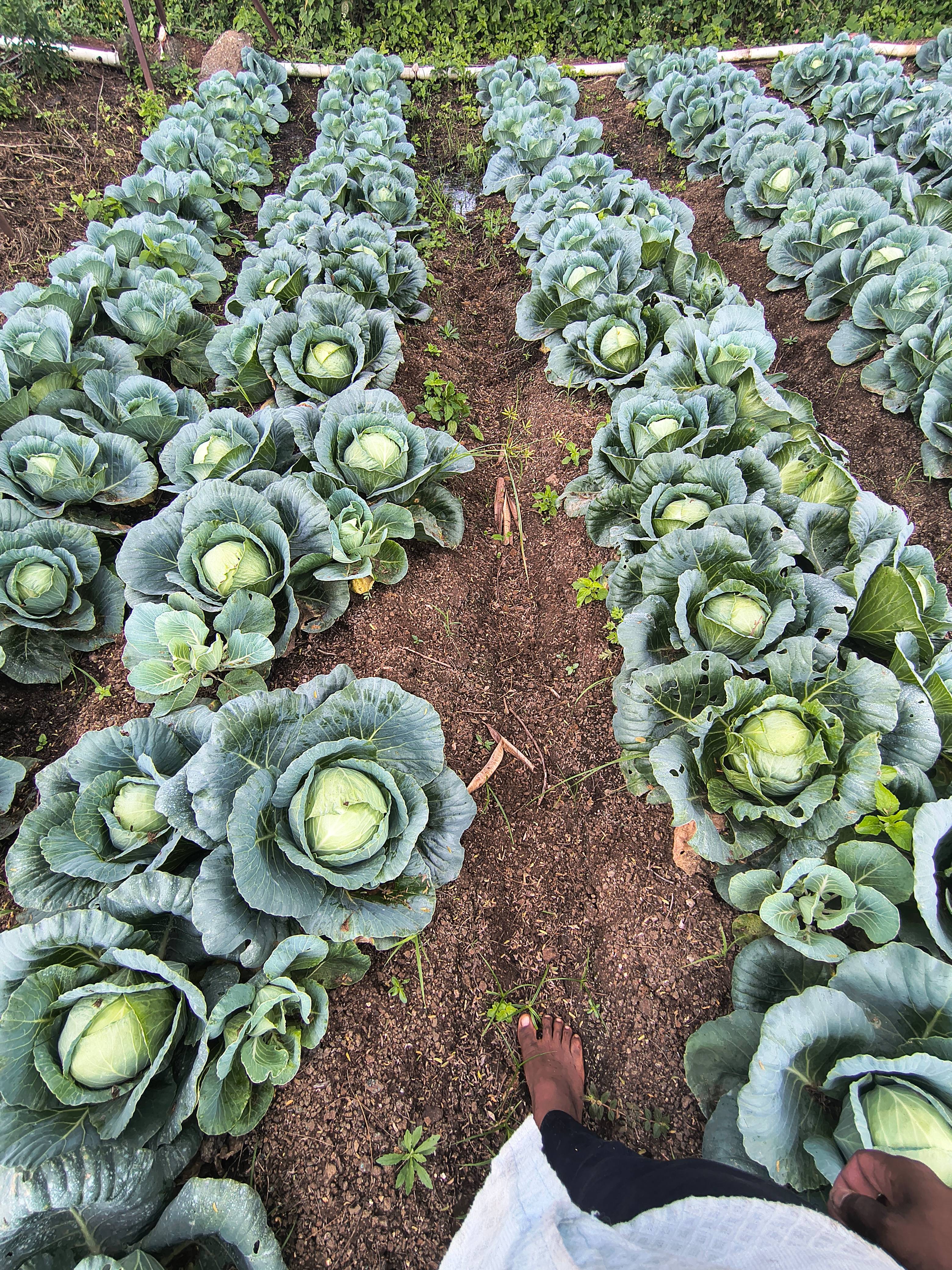 कोबी Green Cabbage