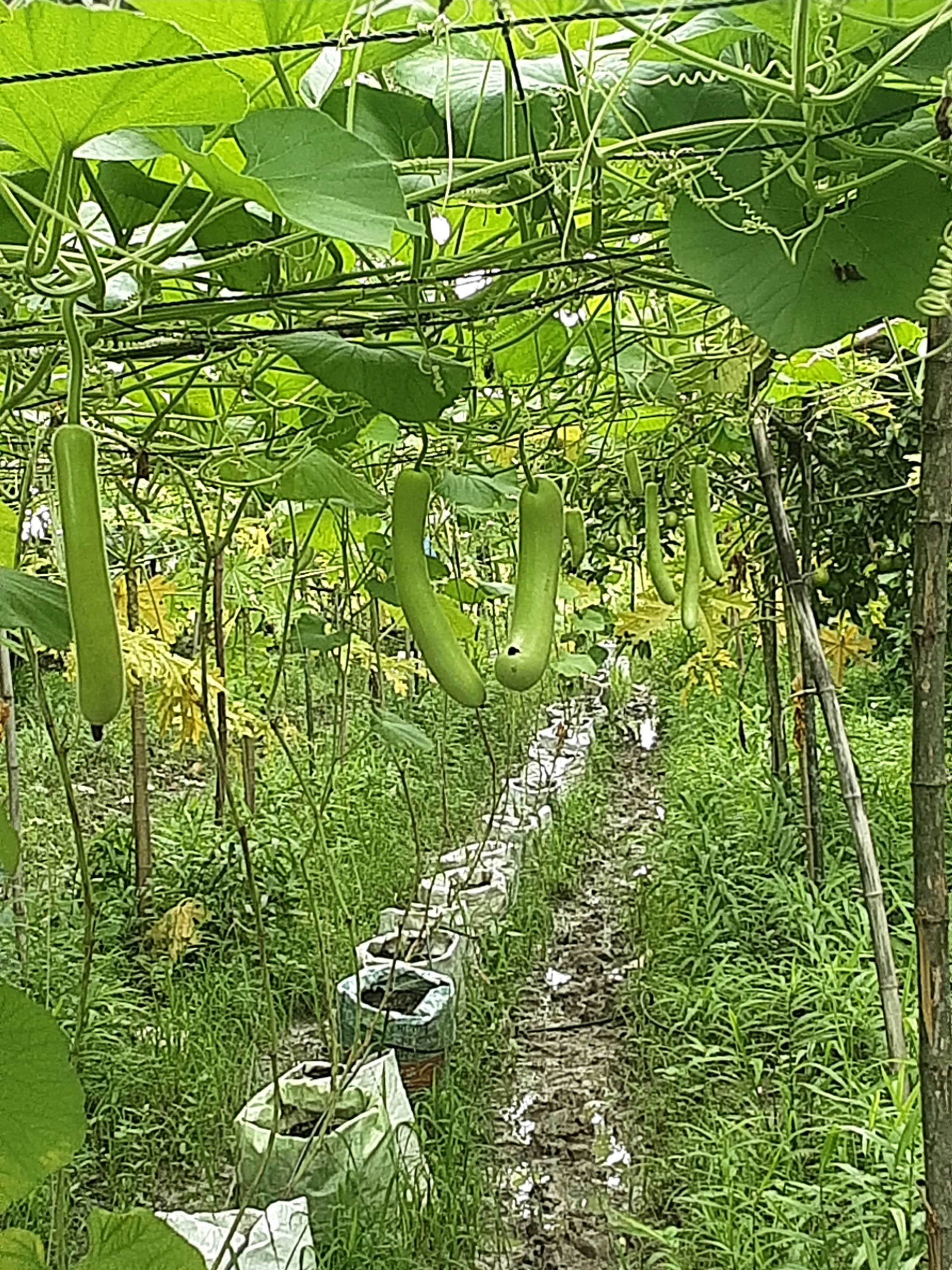 Pusa Summer Long for sale in Damoh, Madhya Pradesh