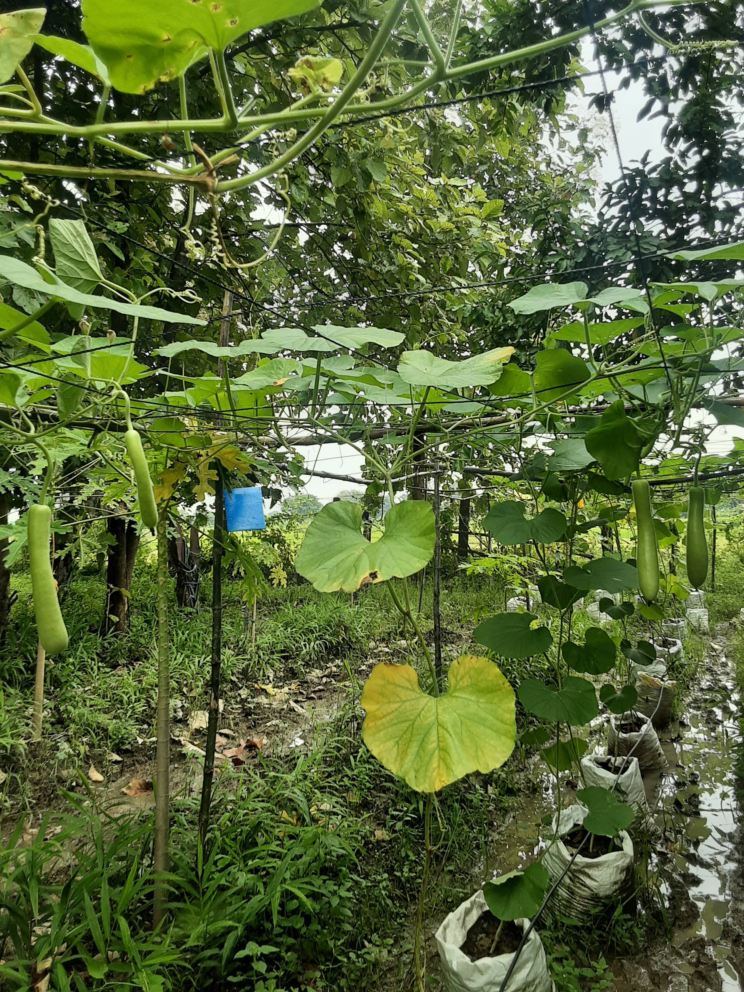 Pusa Summer Long for sale in Damoh, Madhya Pradesh
