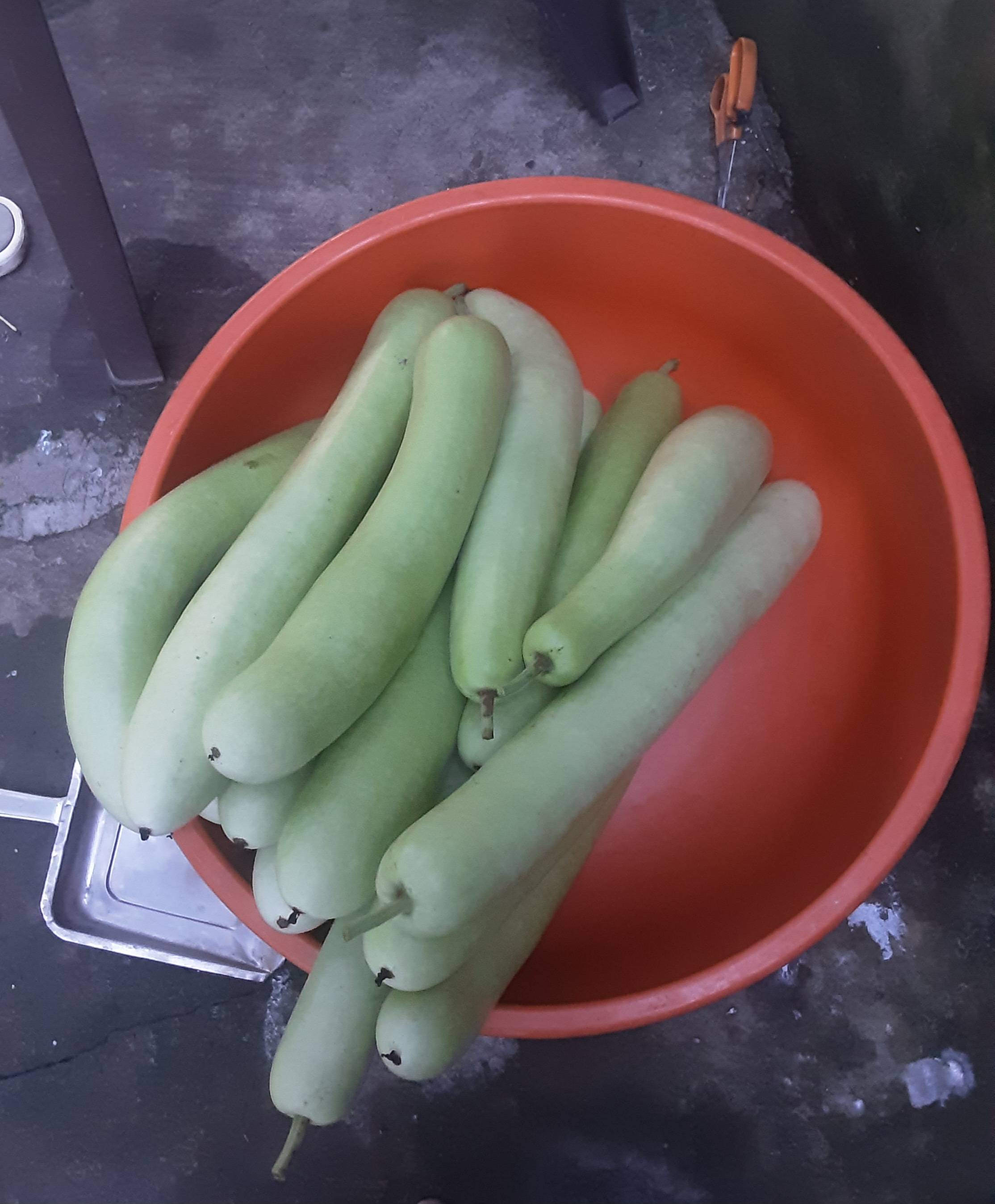 दूधी भोपळा Pusa Summer Long
