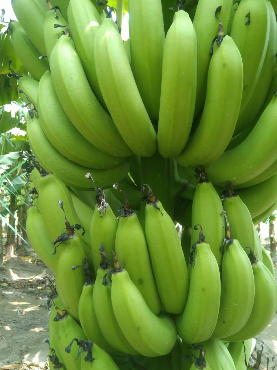 Banana Green Banana