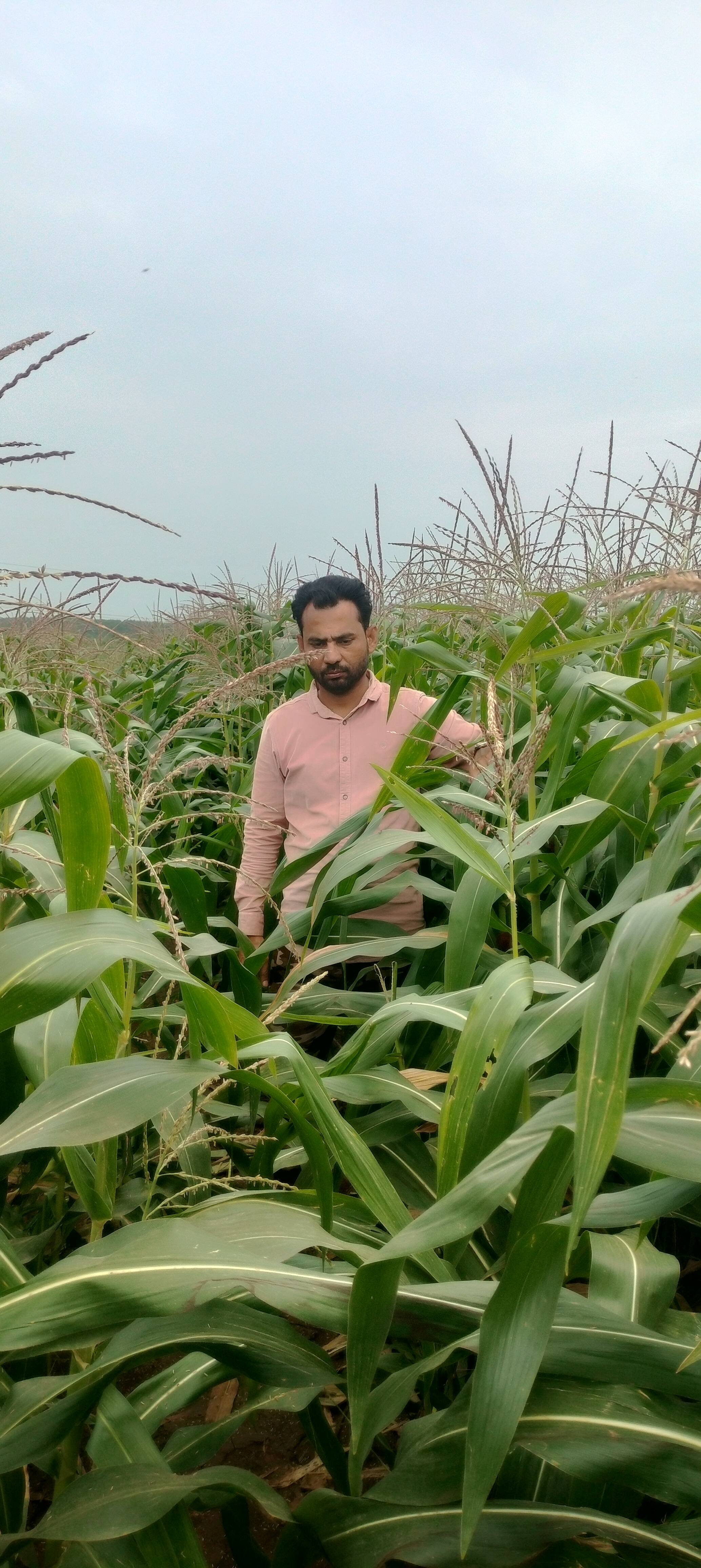 Dent Corn for sale in Vidisha, Madhya Pradesh