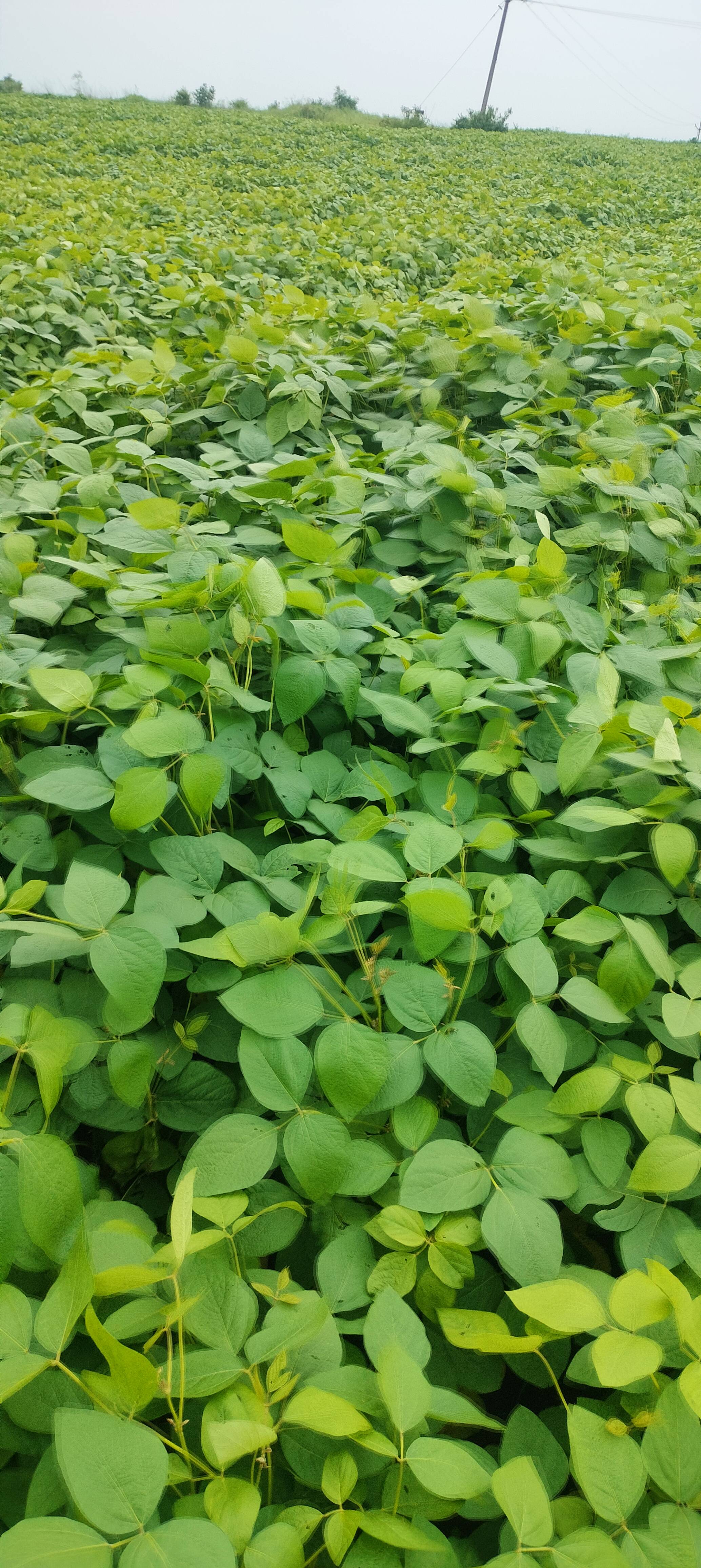 Black Gram (Urad) T-9