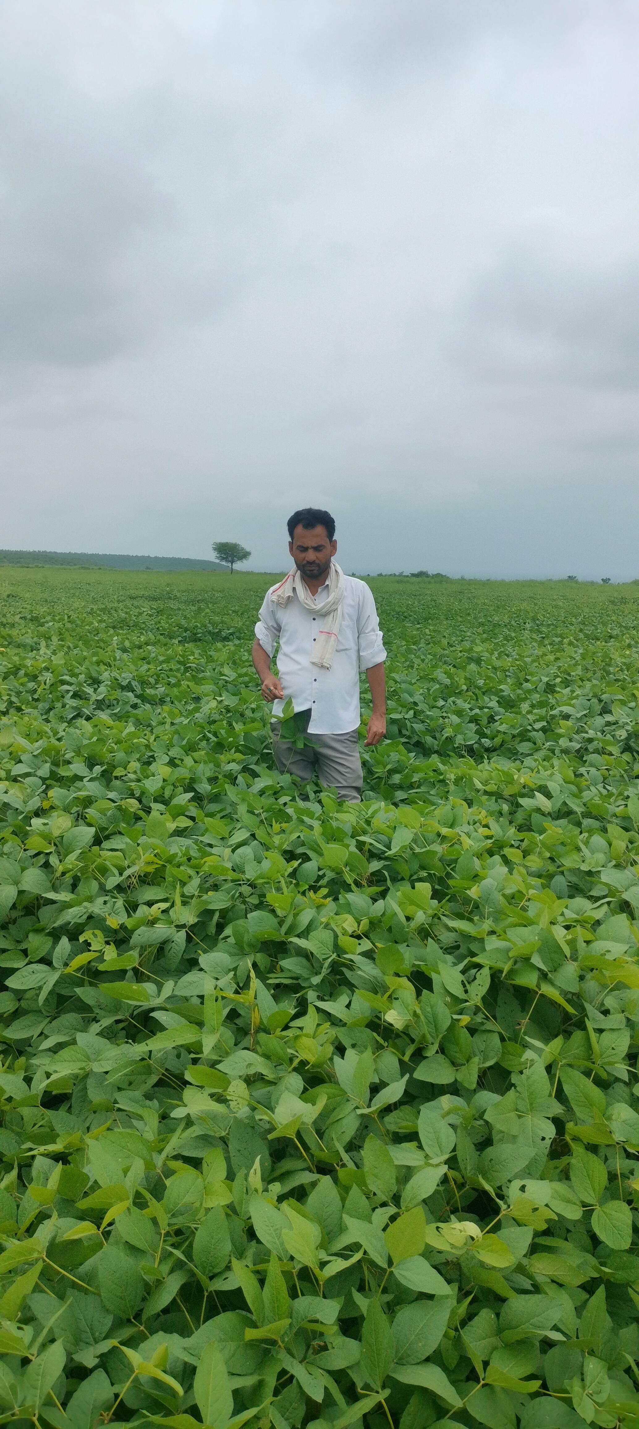 Soyabean Yellow Soybean
