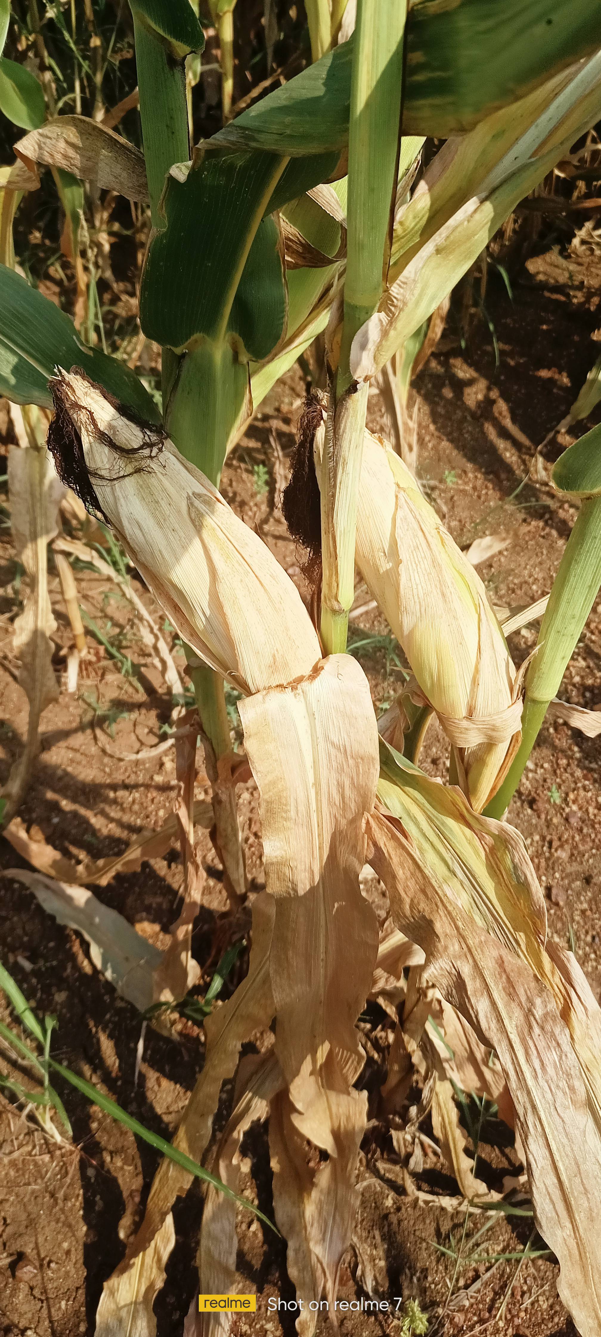 Dent Corn बिक्री के लिए, शिवपुरी, मध्य प्रदेश