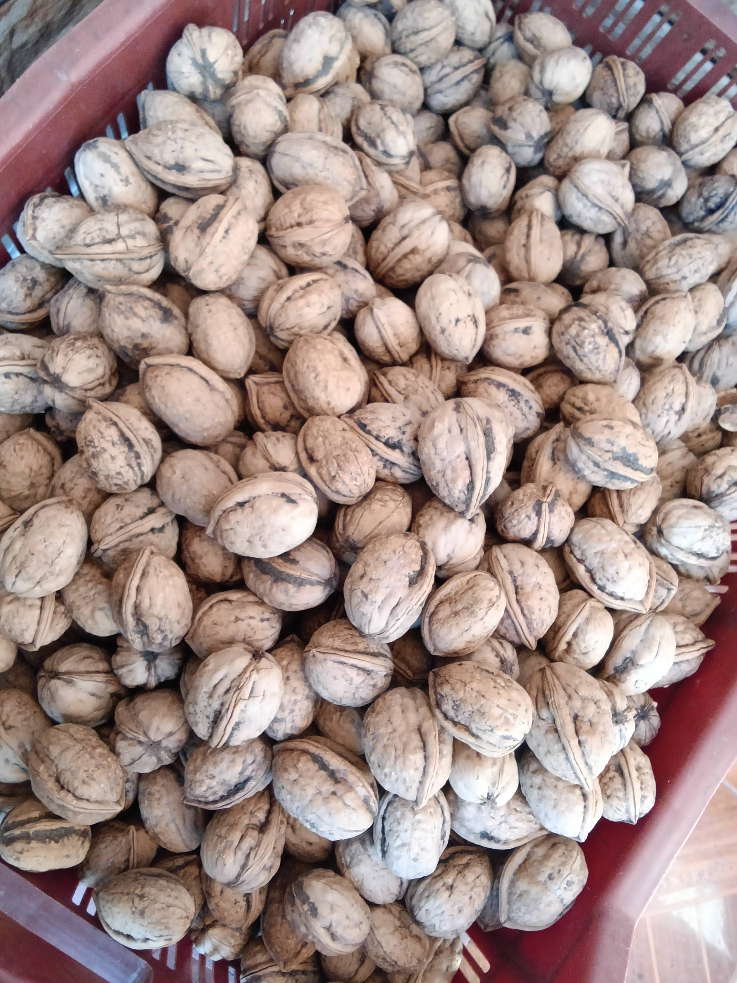 A Grade Walnut विक्रीसाठी, डोडा, जम्मू आणि काश्मीर