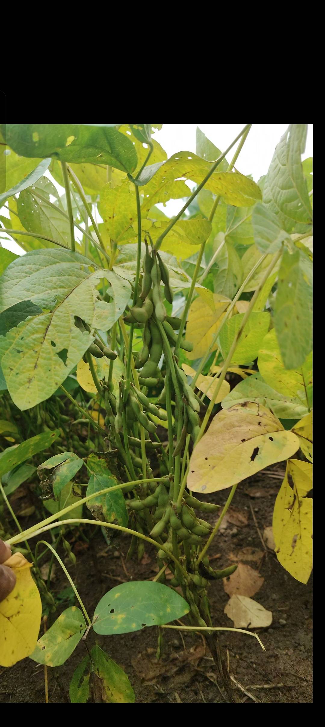 Yellow Soybean for sale in Vidisha, Madhya Pradesh