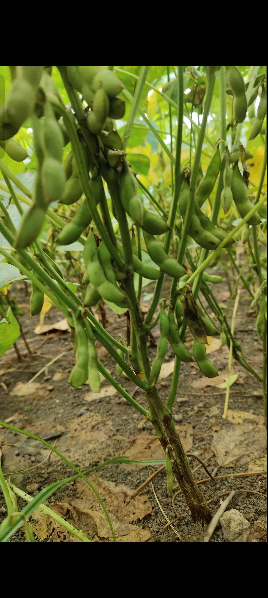 Yellow Soybean for sale in Vidisha, Madhya Pradesh