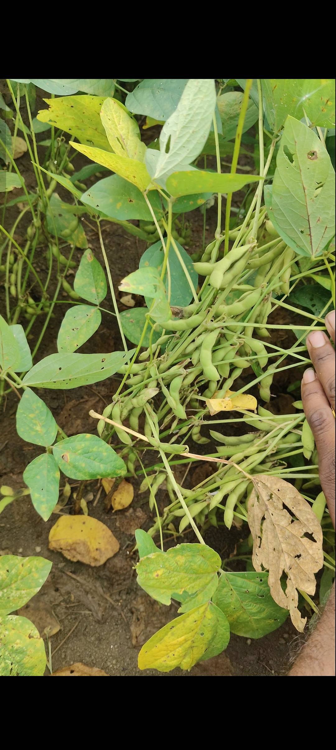 Soyabean Yellow Soybean