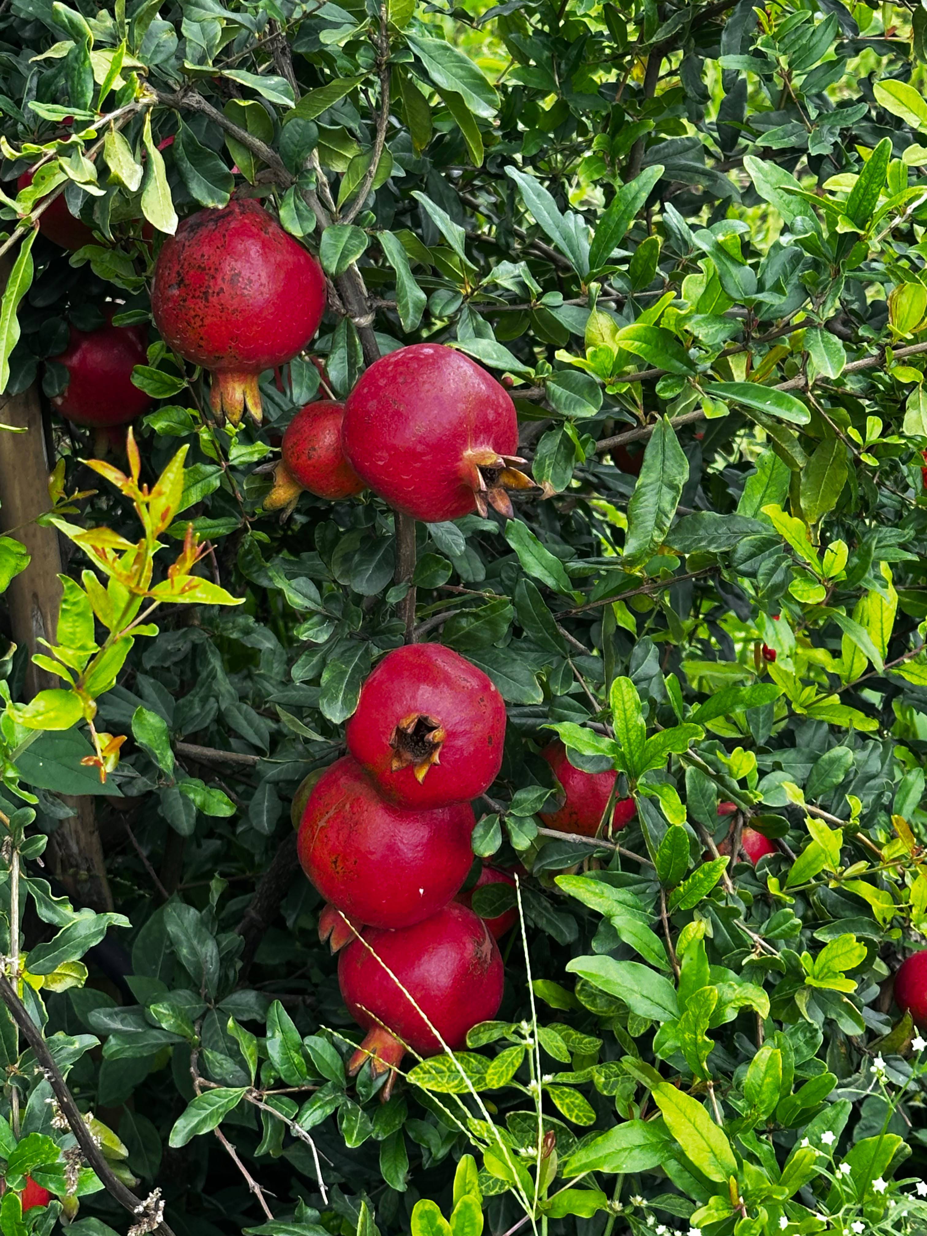 Pomegranate Super Bhagwa