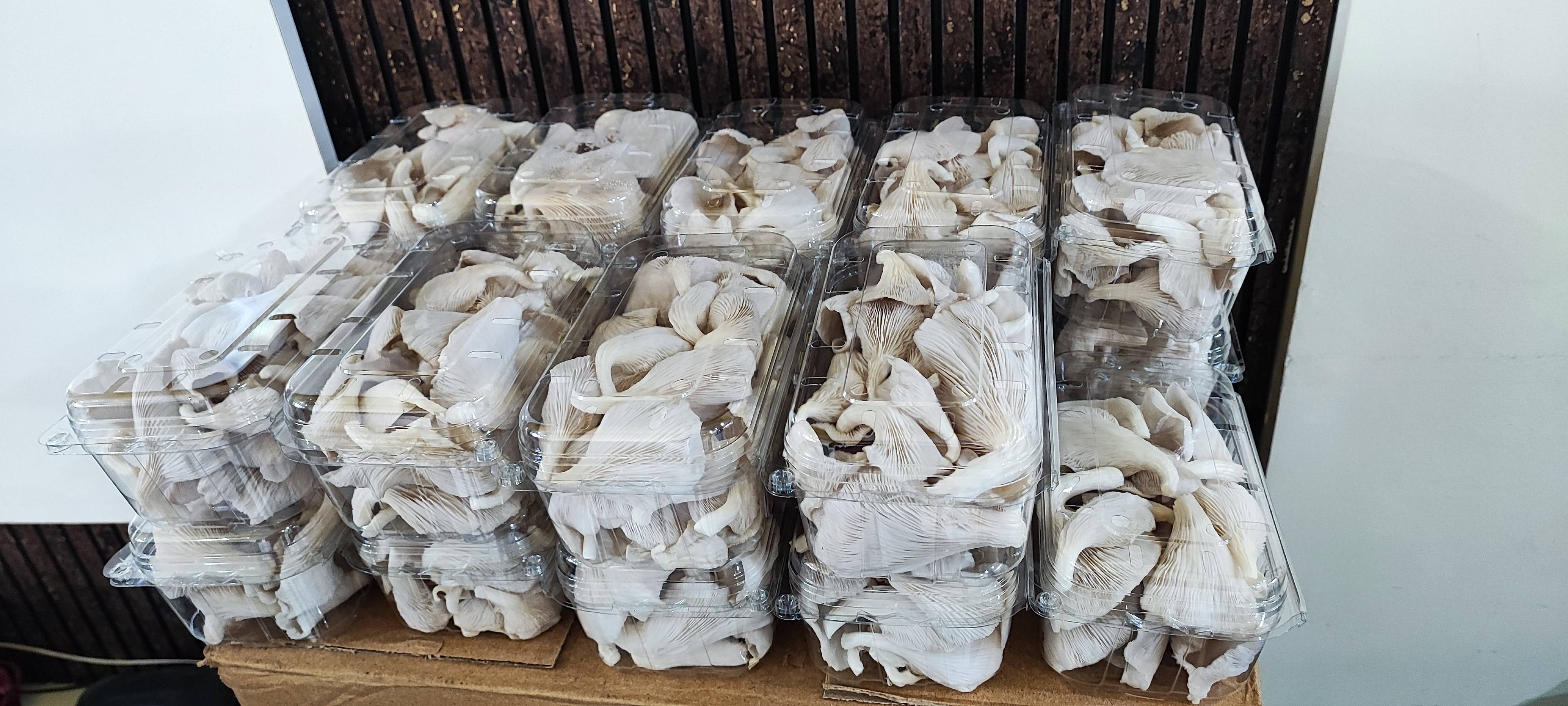 मशरूम Oyster Mushroom