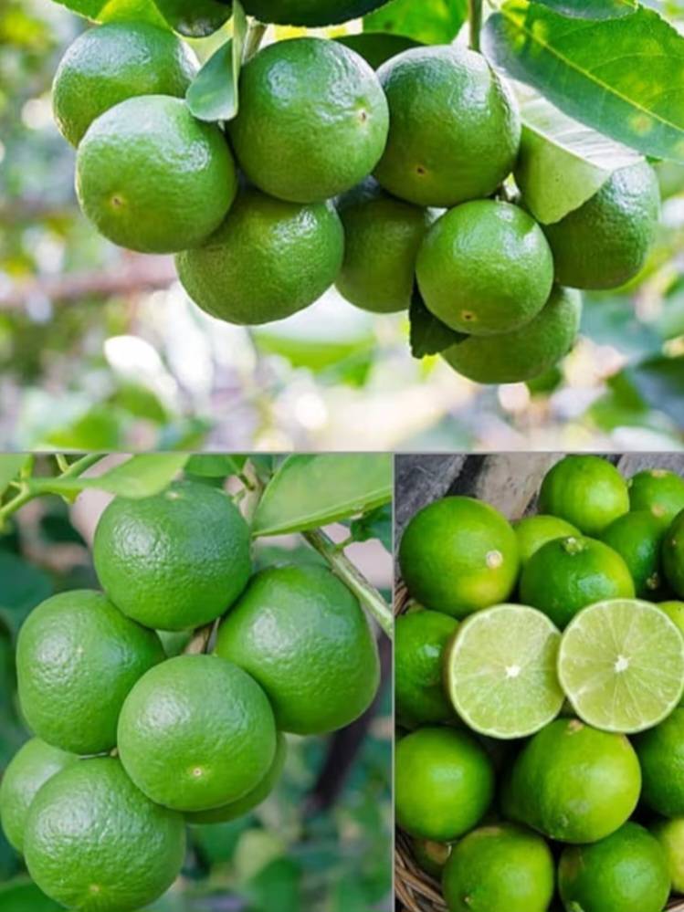Lemon. Seedless