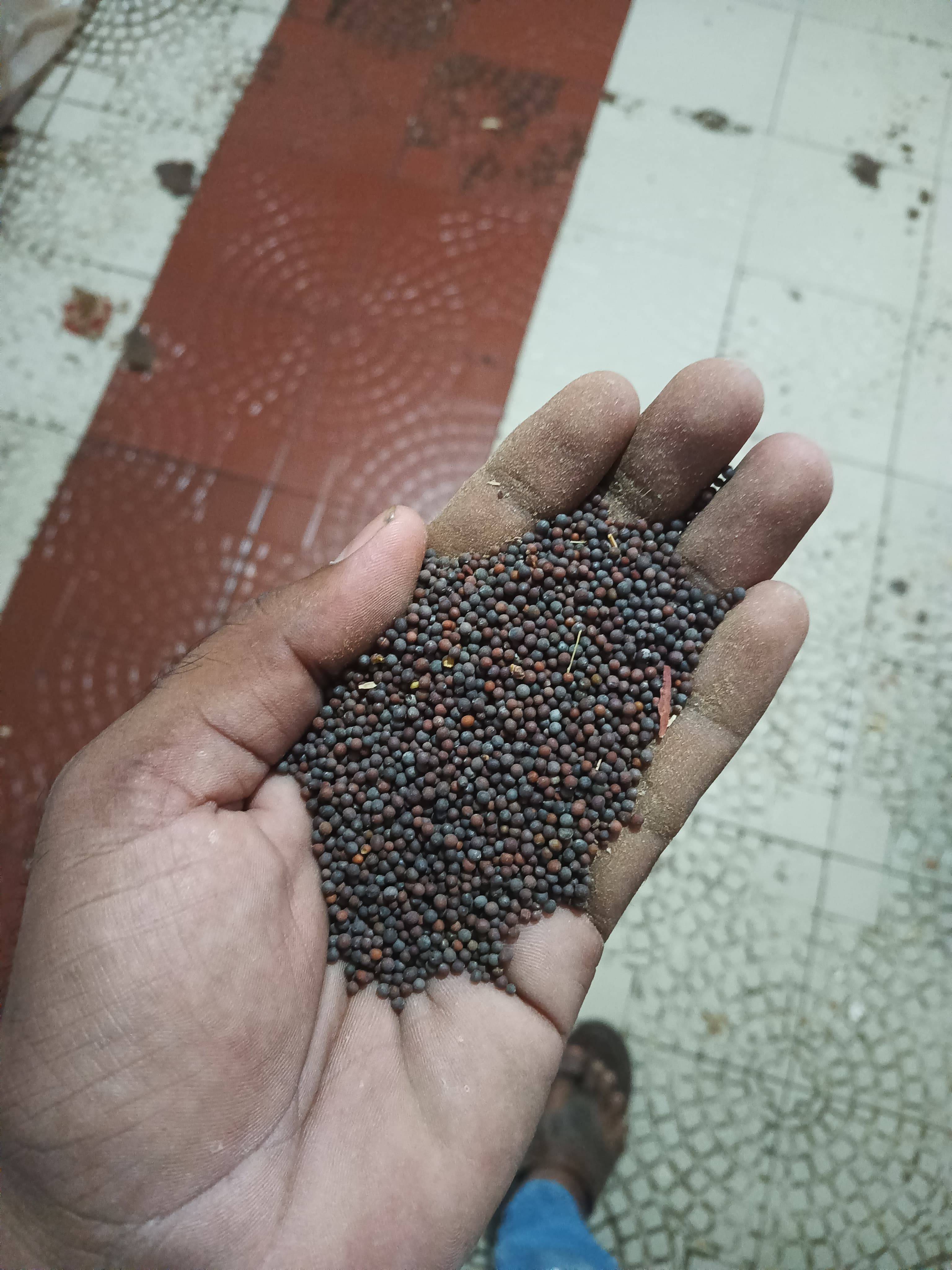 Black Mustard for sale in Ratlam, Madhya Pradesh