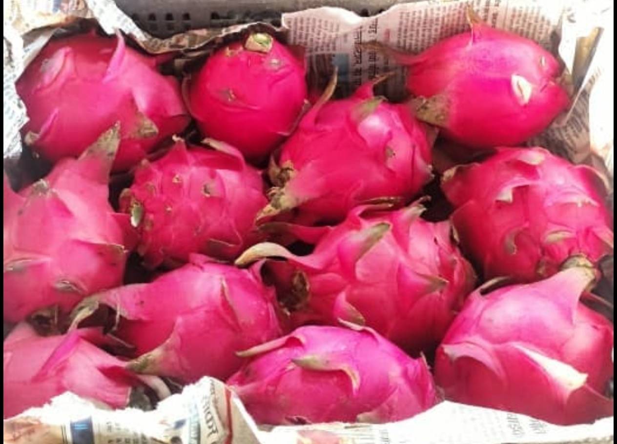 Dragon Fruit Red Dragon Fruit