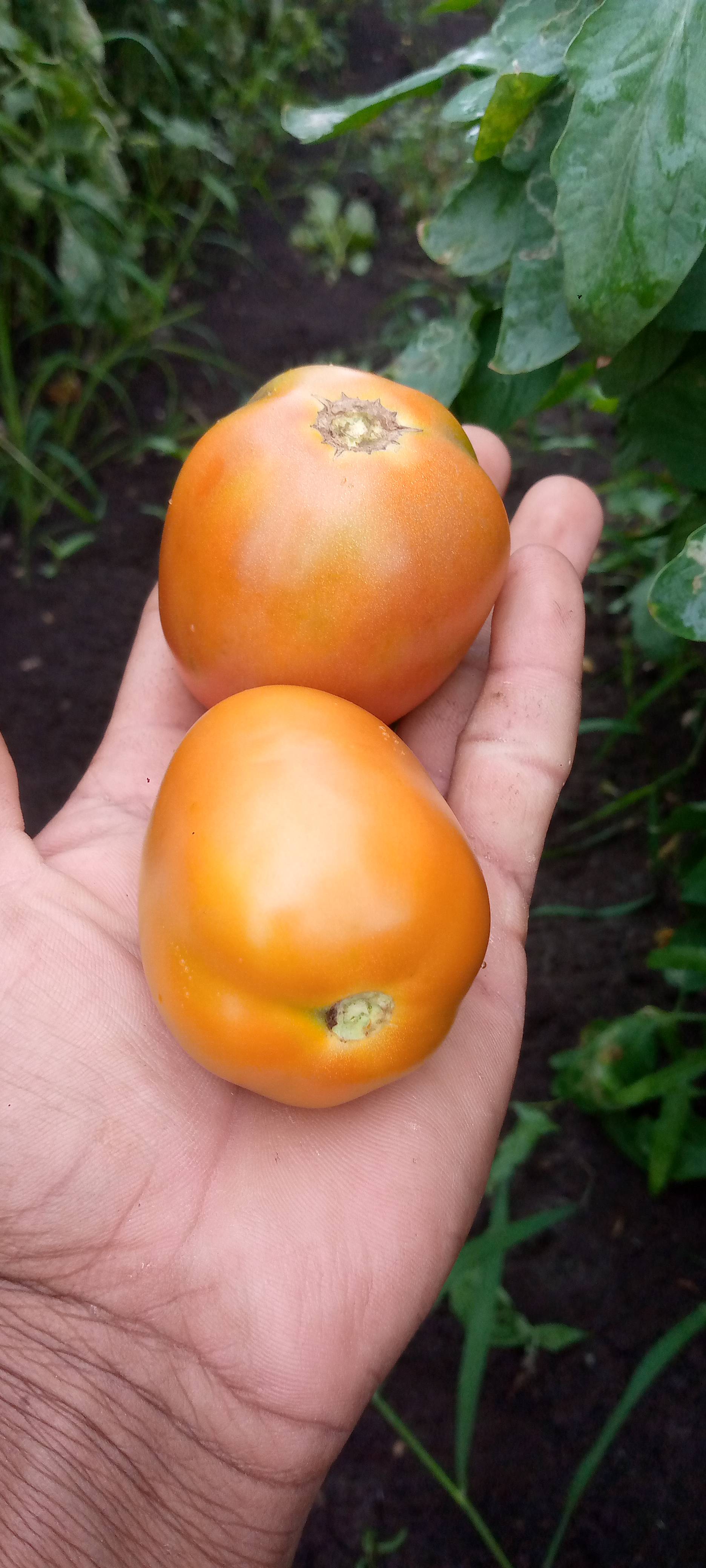 टोमॅटो Atharva Tomato