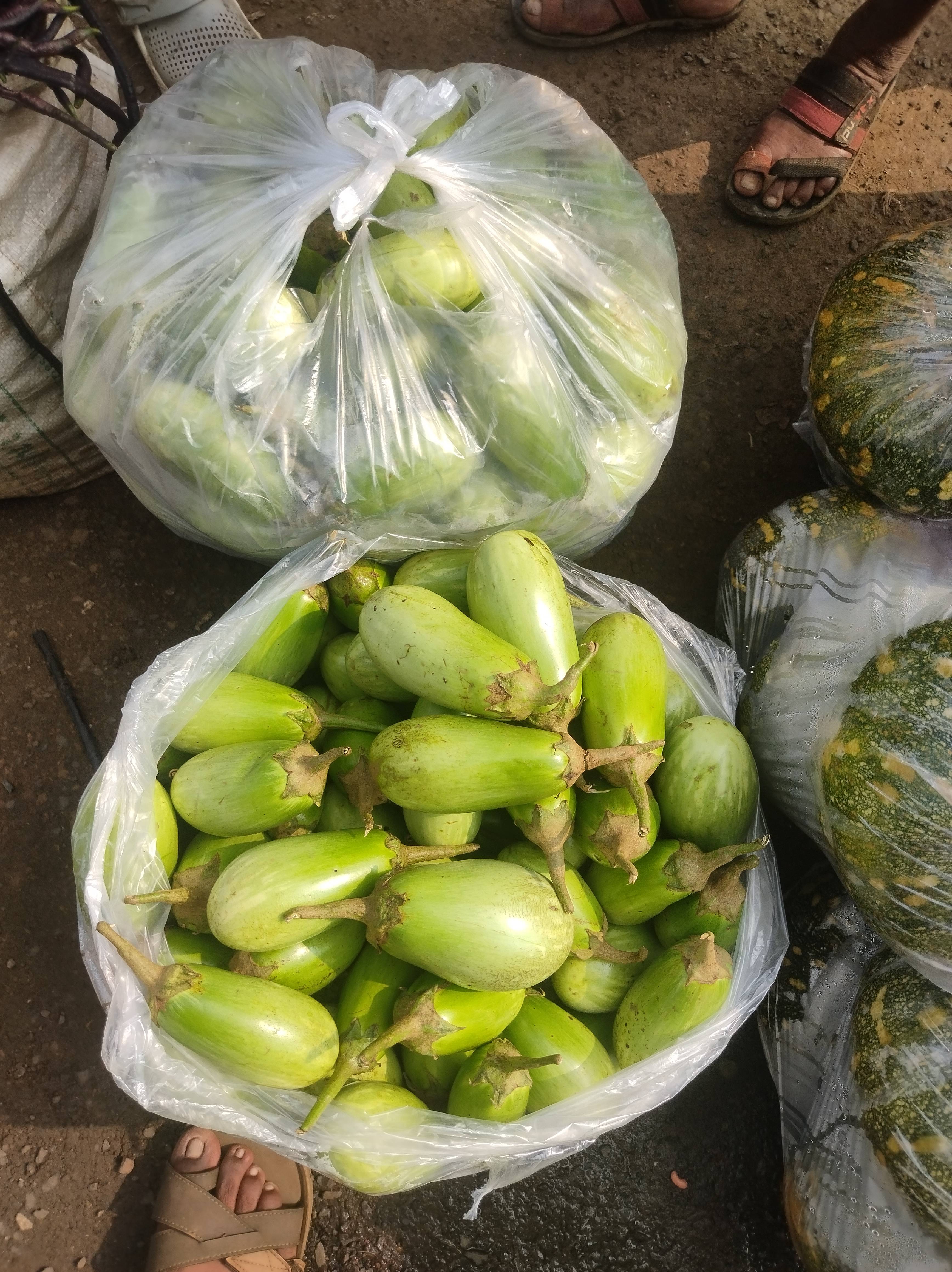 वांगी Purple Brinjal