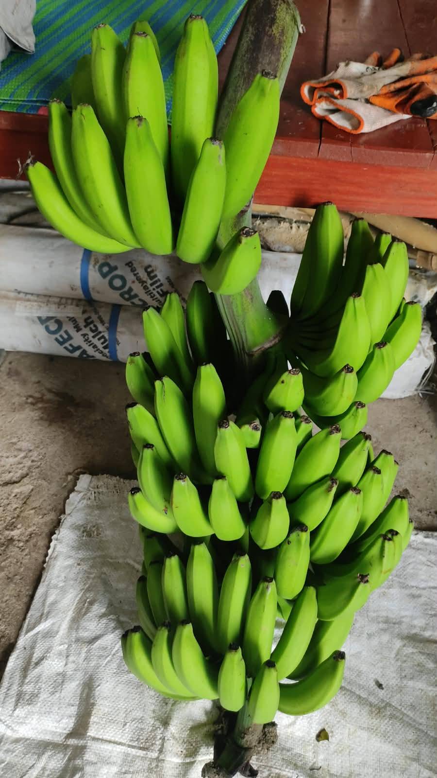 Grand Naine (G9) Banana बिक्री के लिए, दुर्ग, छत्तीसगढ़